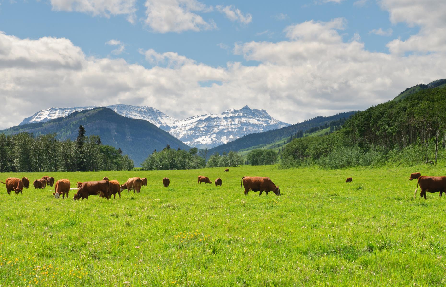 Canada: bovine semen
