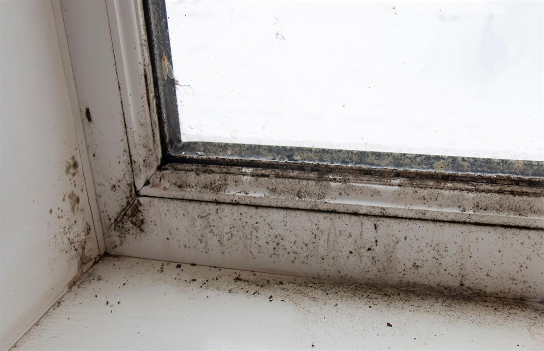 Remove mould