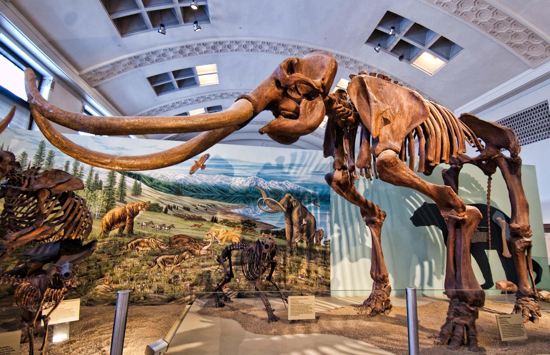 Columbian mammoth