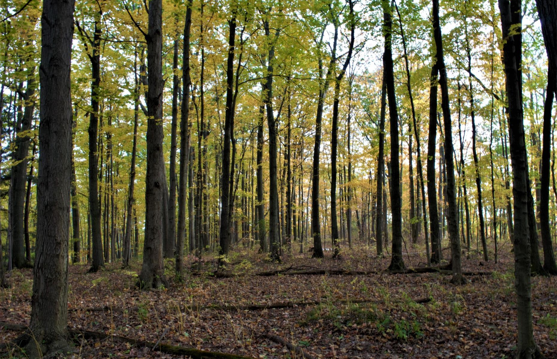 Mast Trail, Rouge National Urban Park, Ontario