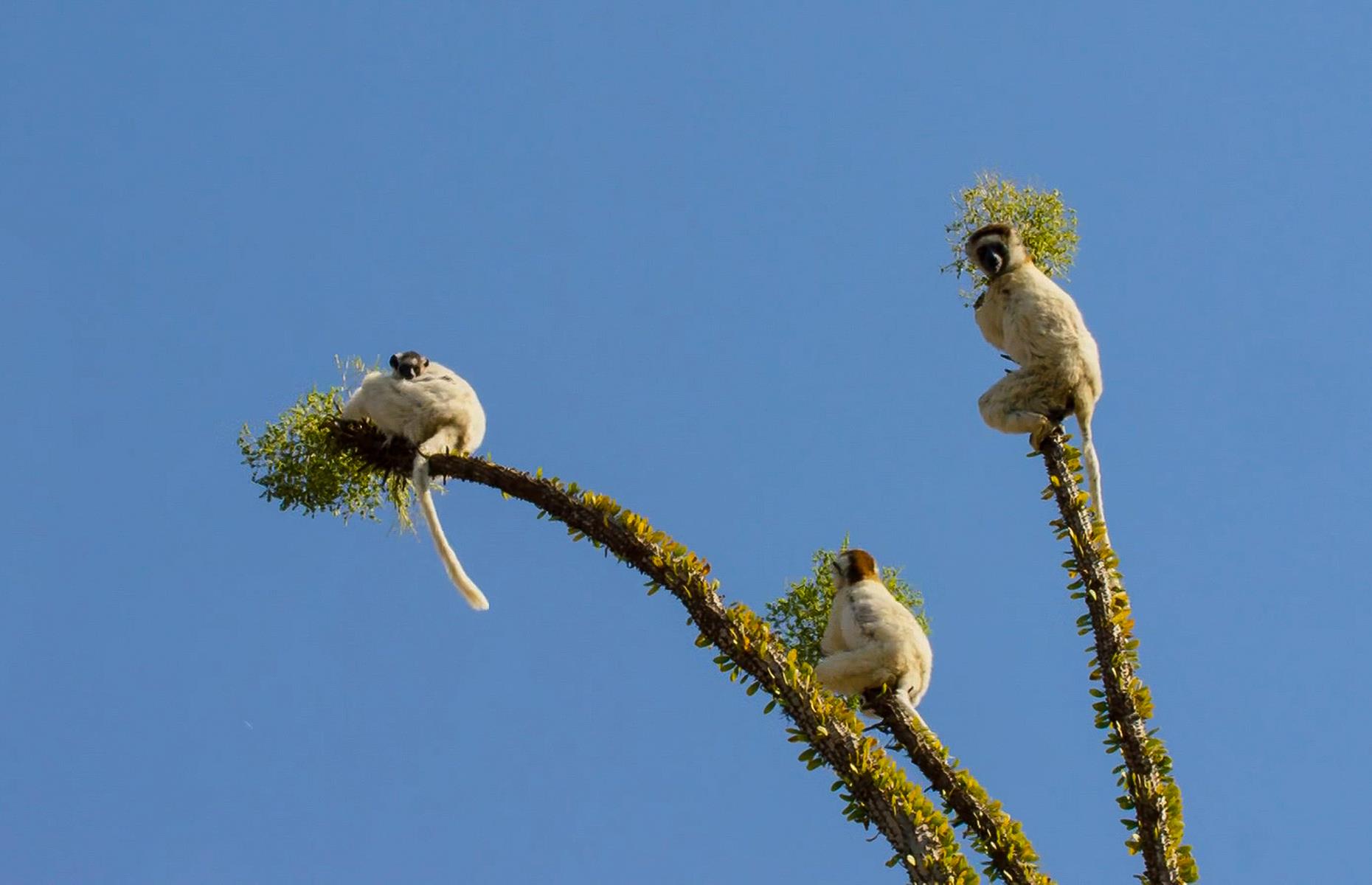 Tsingy de Bemaraha National Park, Madagascar