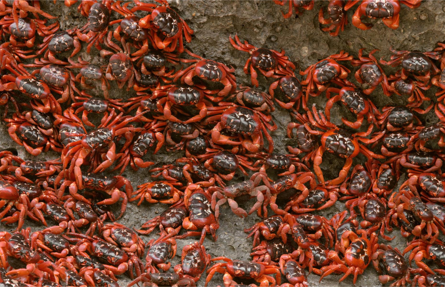 Watch red crab migration in Australia