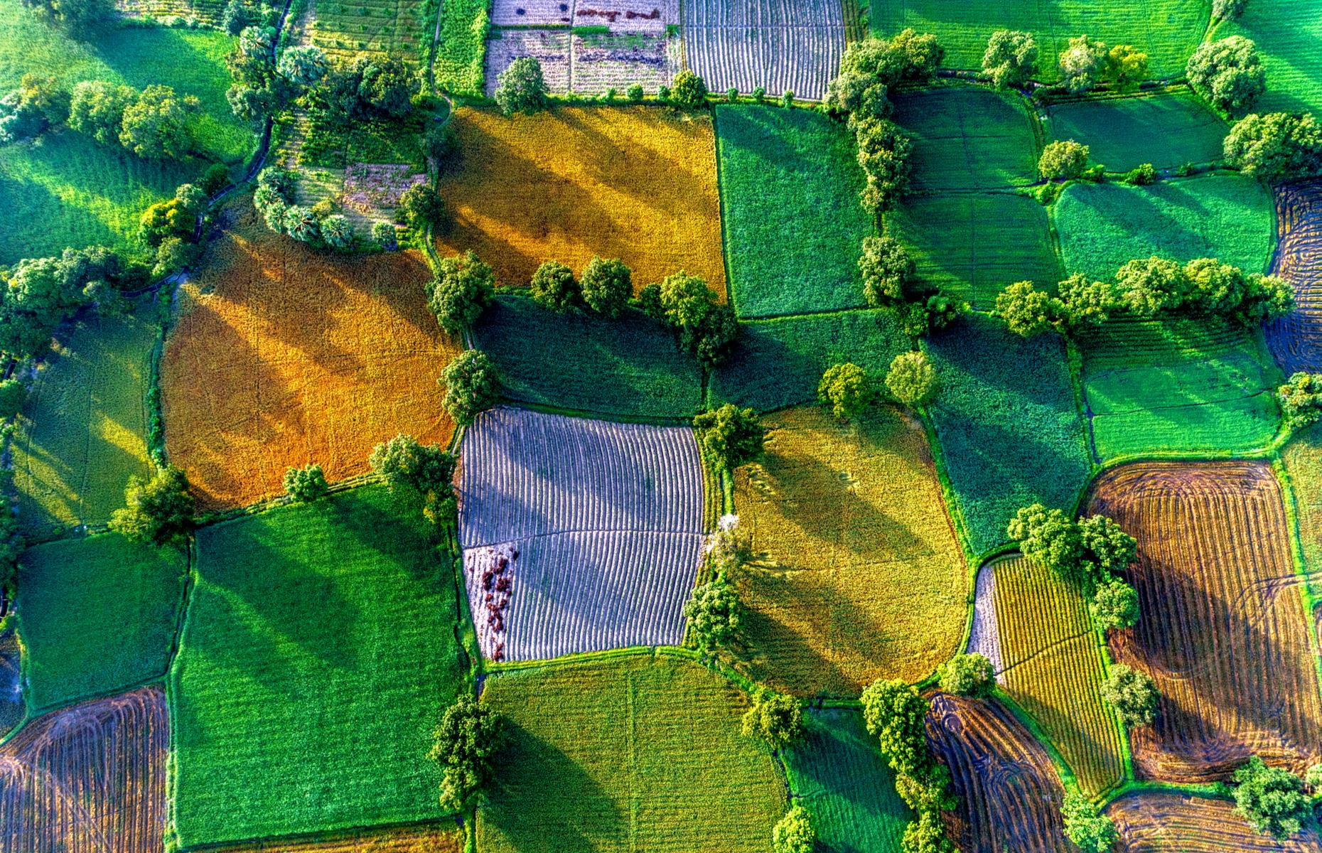 Mekong Delta rice fields, Vietnam