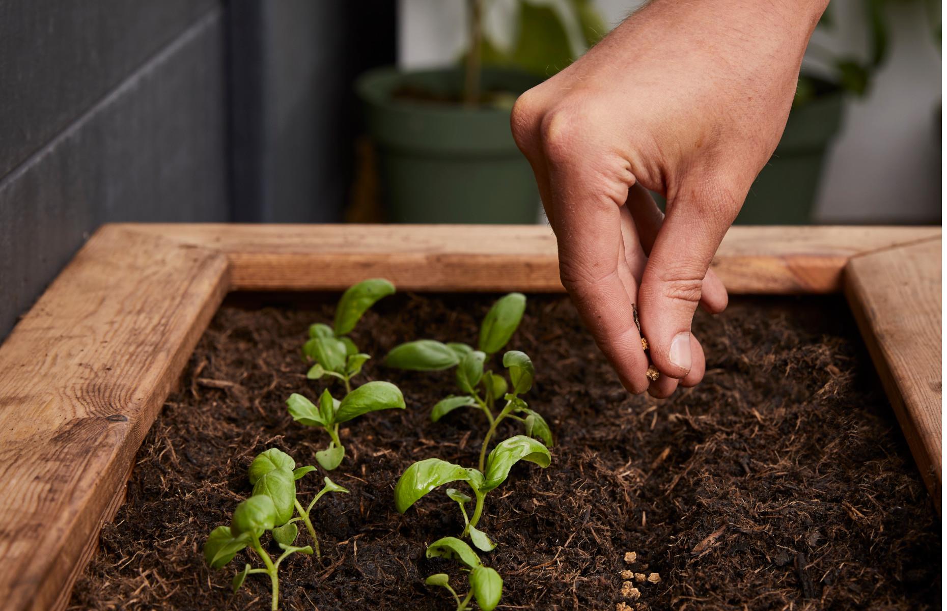 Grow from seed