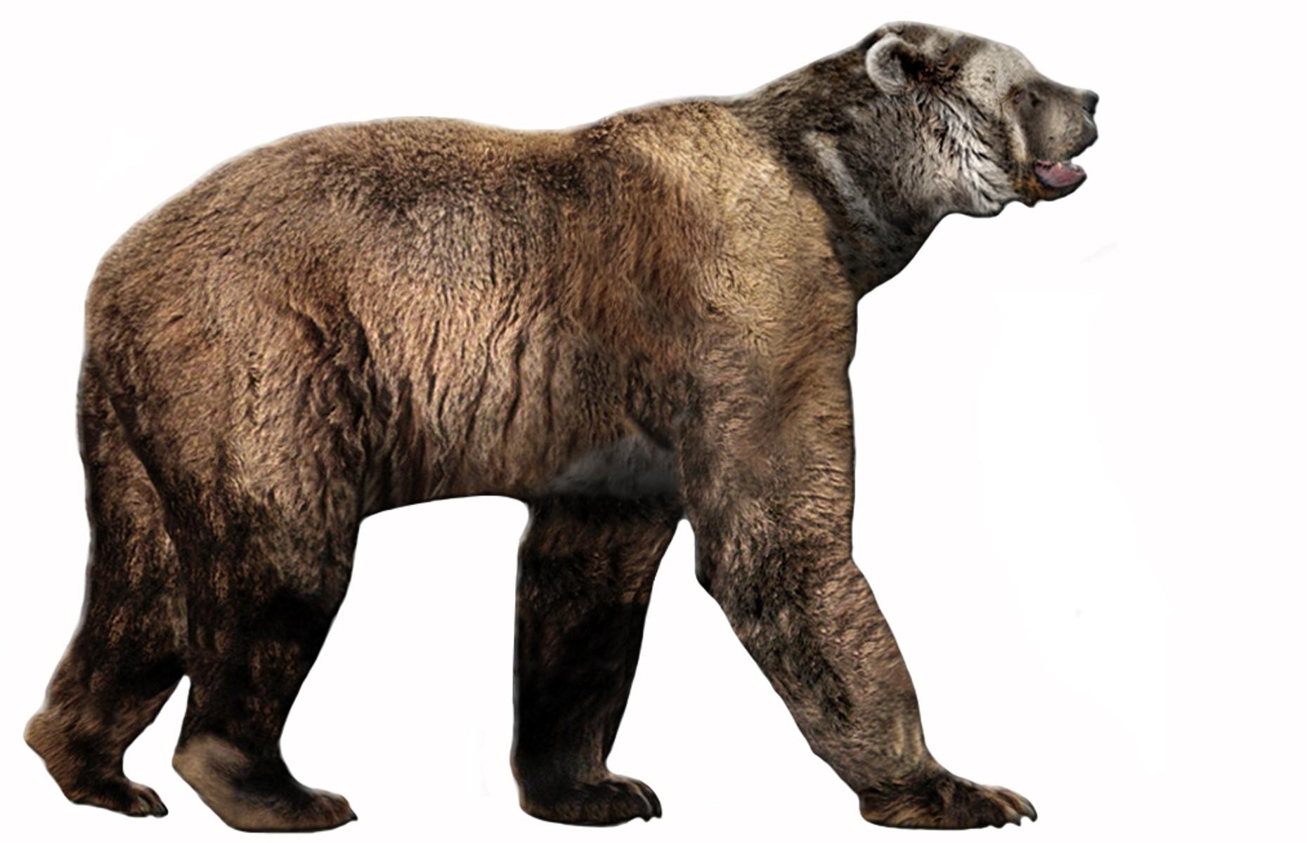 Giant short-faced bear