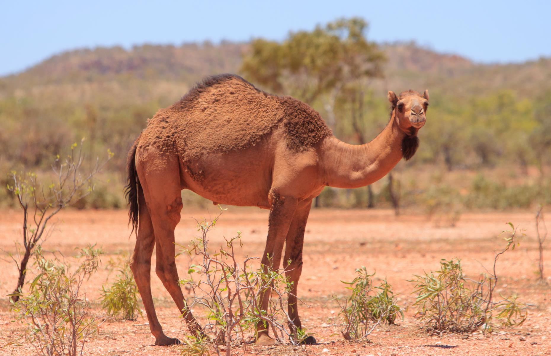 Camels in the Outback 