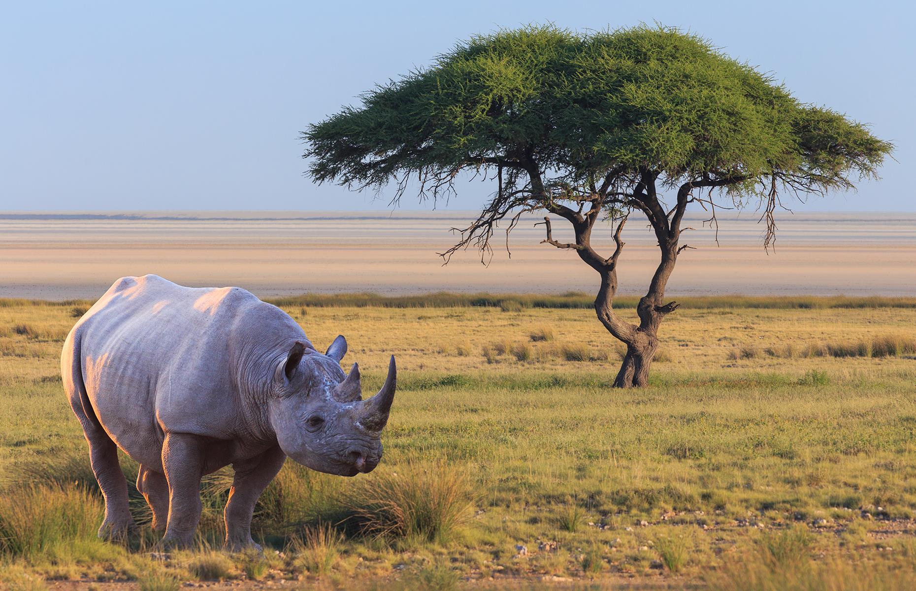 Wildlife