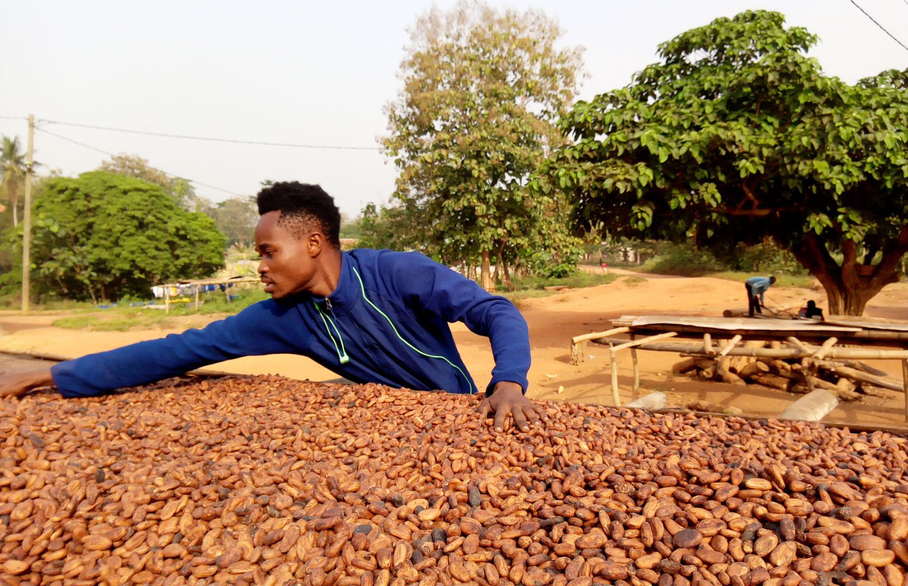 Cocoa beans for oil