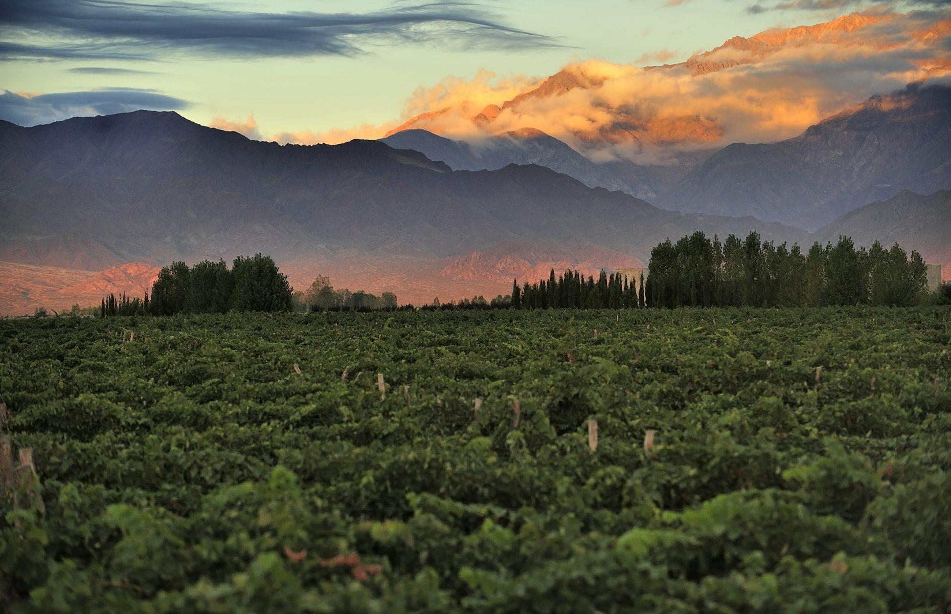 Dine with fine wine in Mendoza, Argentina