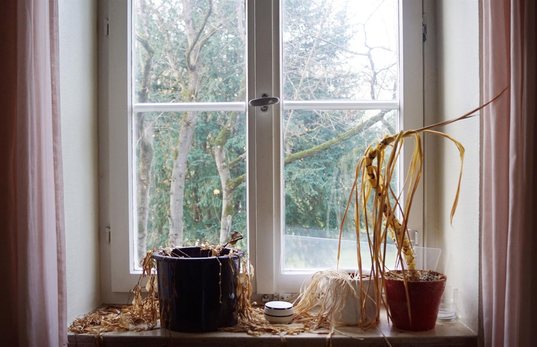 Repot houseplants