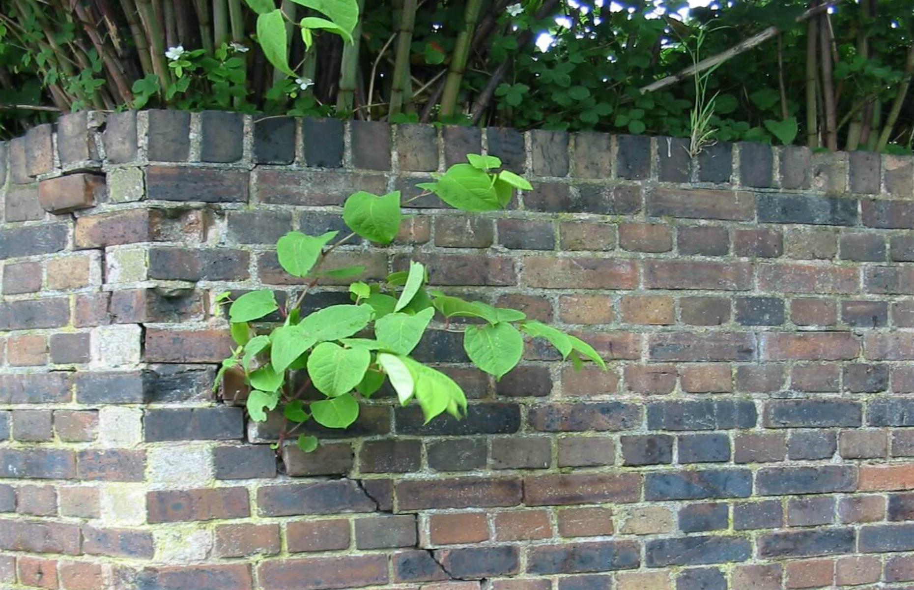 Japanese knotweed