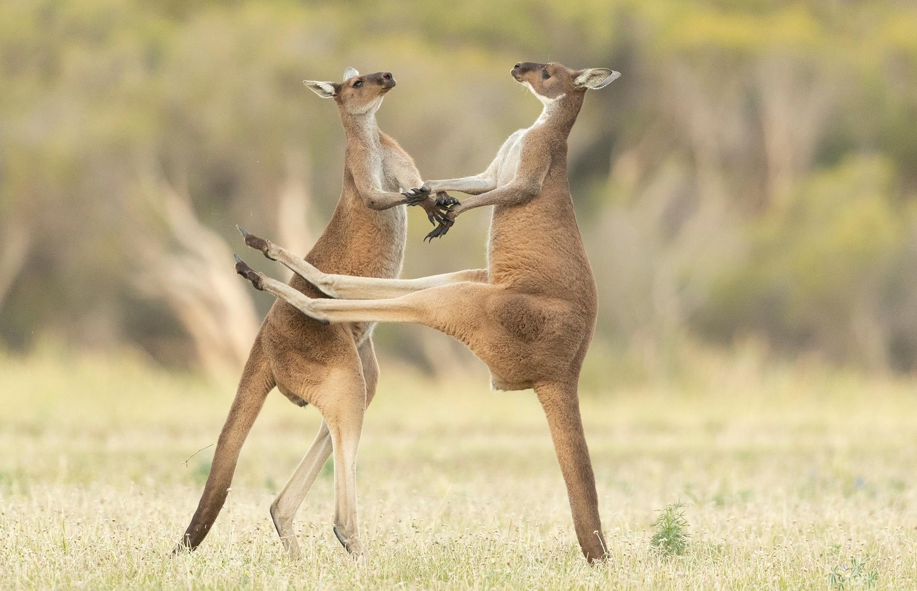 Kangaroo