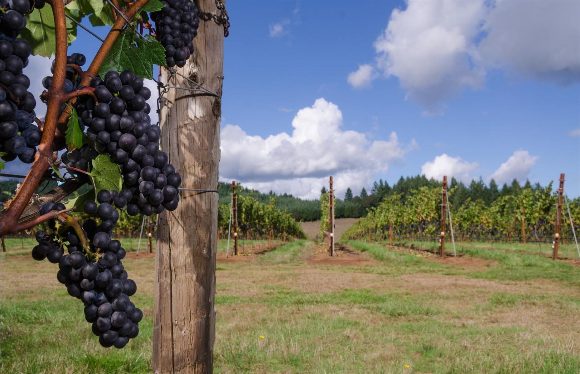 Oregon: taste wine in the Willamette Valle