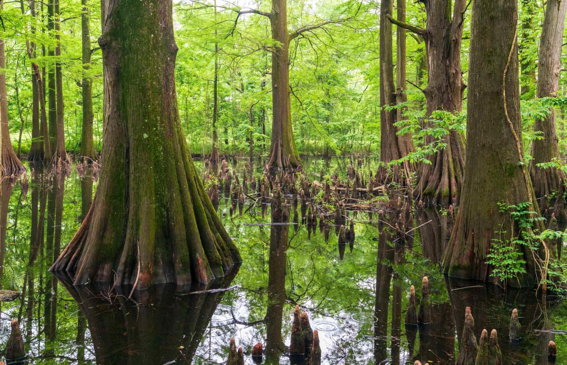 Mississippi: Greenville Cypress Preserve, Greenville