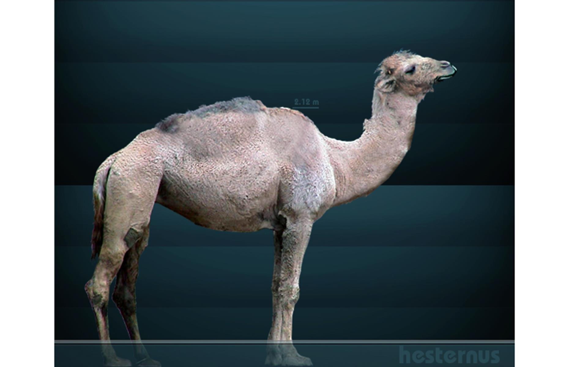 Camelops