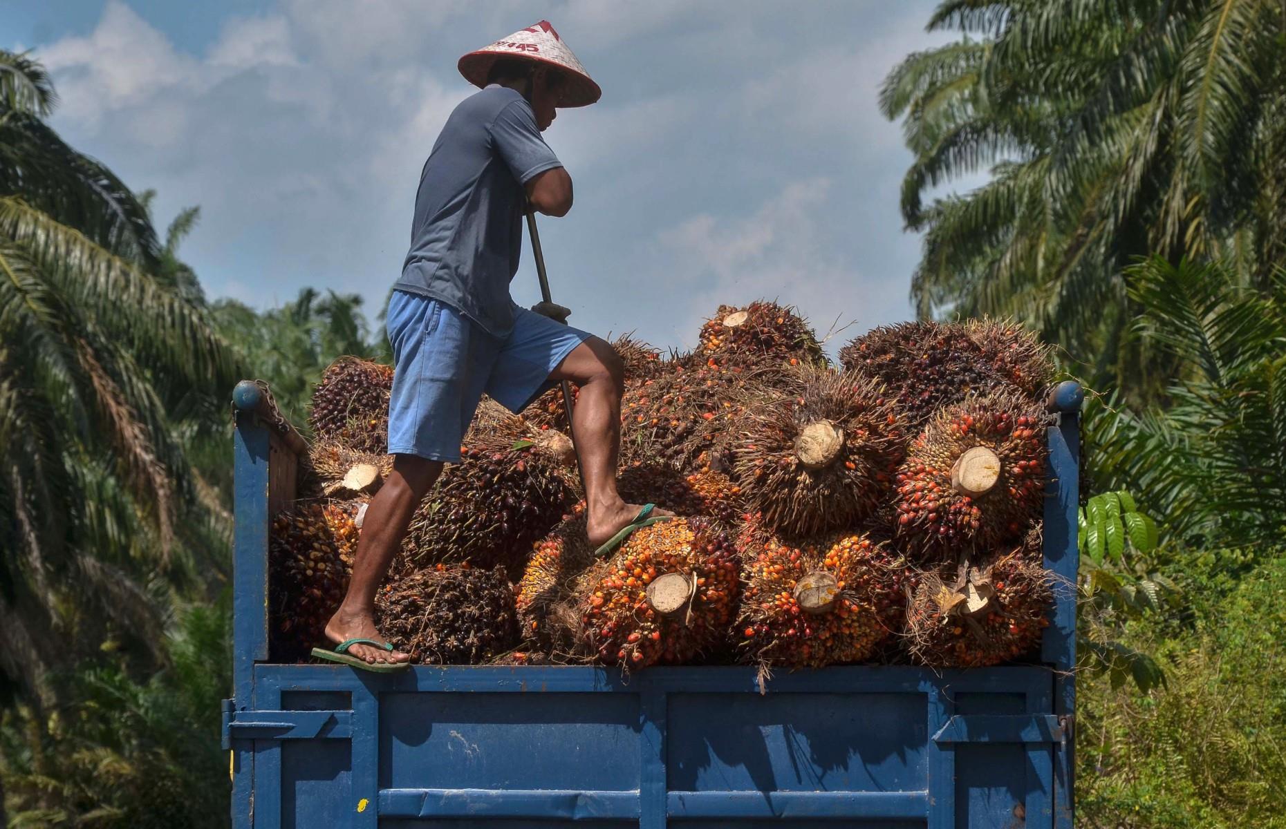 Palm Oil – Indonesia and Malaysia 