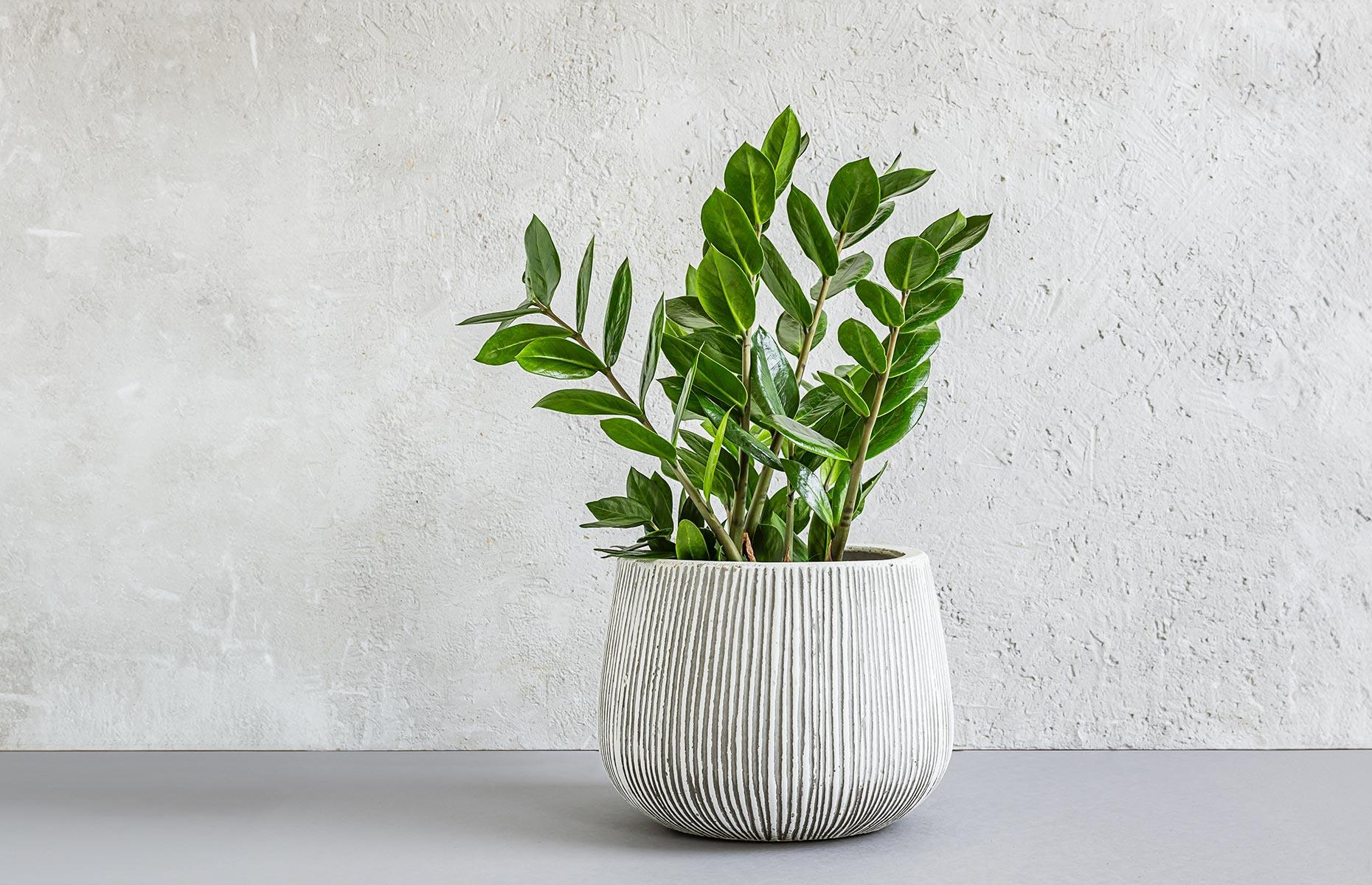 Planta ZZ (Zamioculcas Zamiifolia)