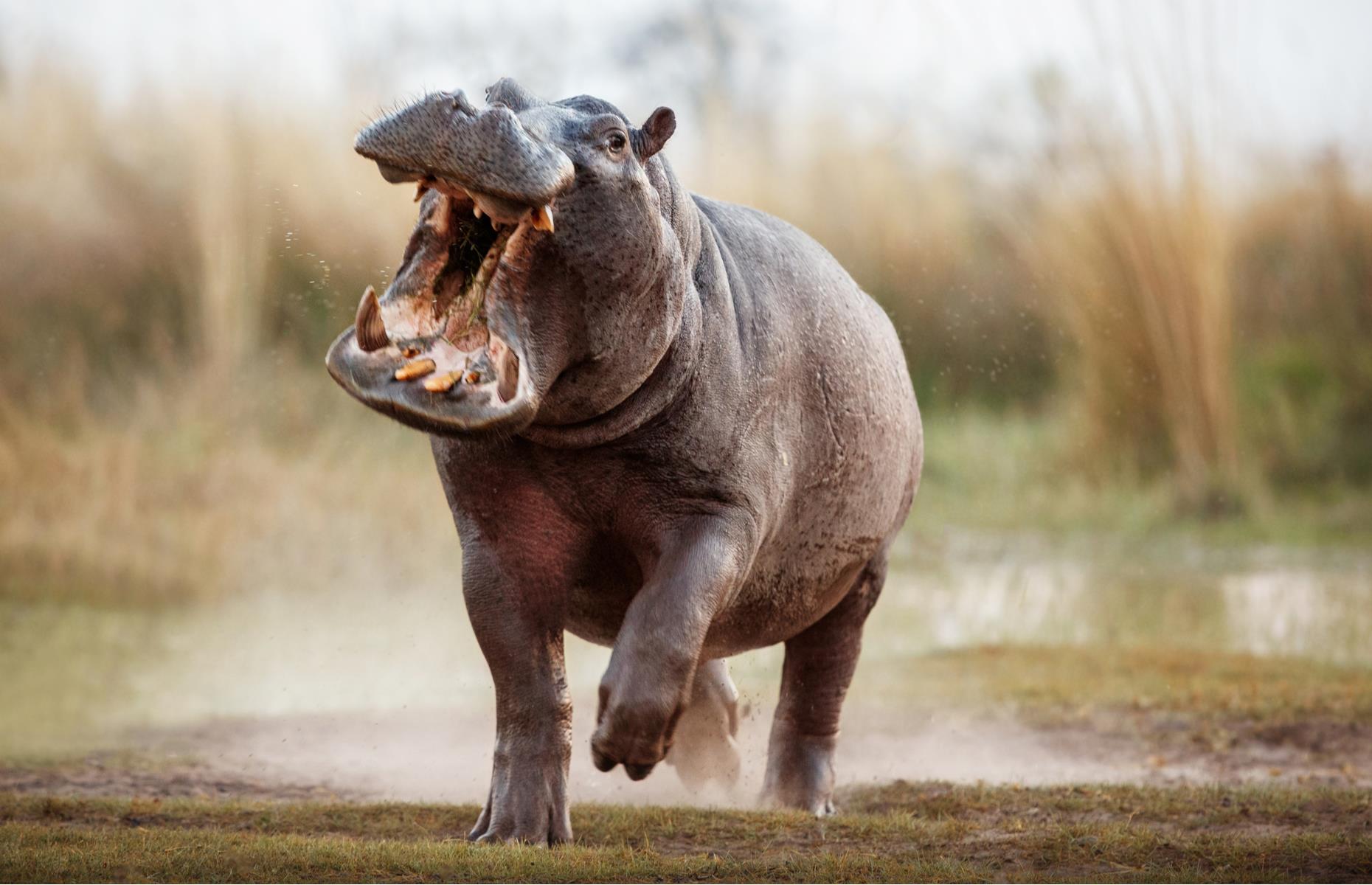 Hippopotamus