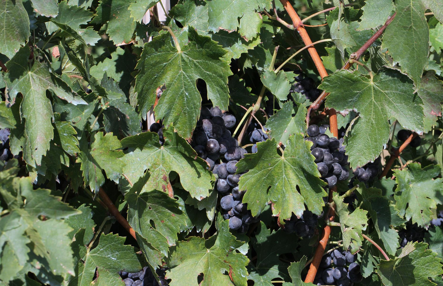 Arkansas: Cynthiana grape