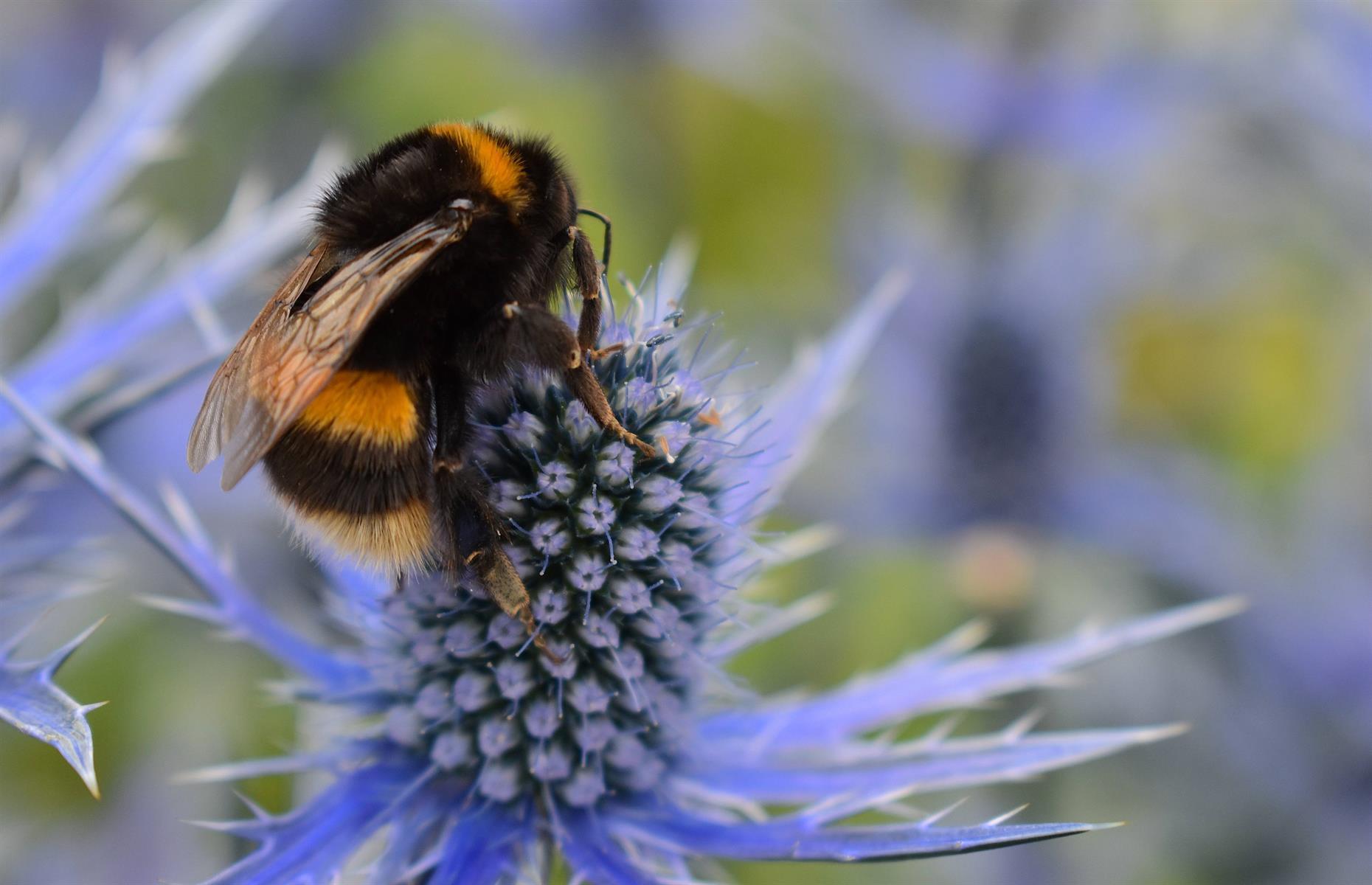 Bee populations on the up in the UK