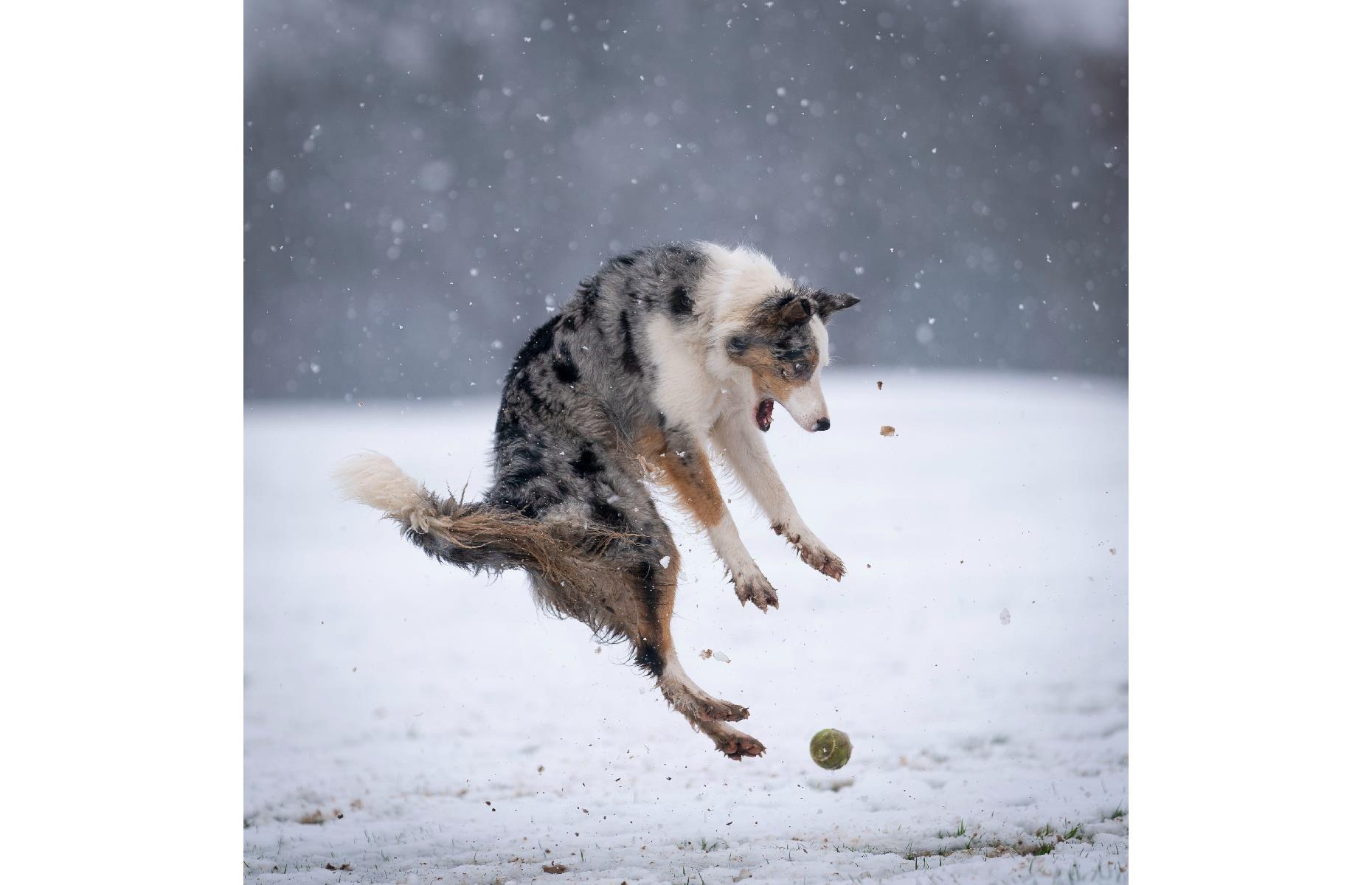 Revenge of the tennis ball