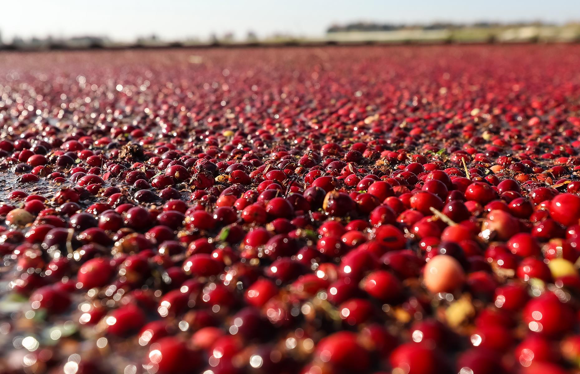 Michigan: gawk at the cranberry bogs