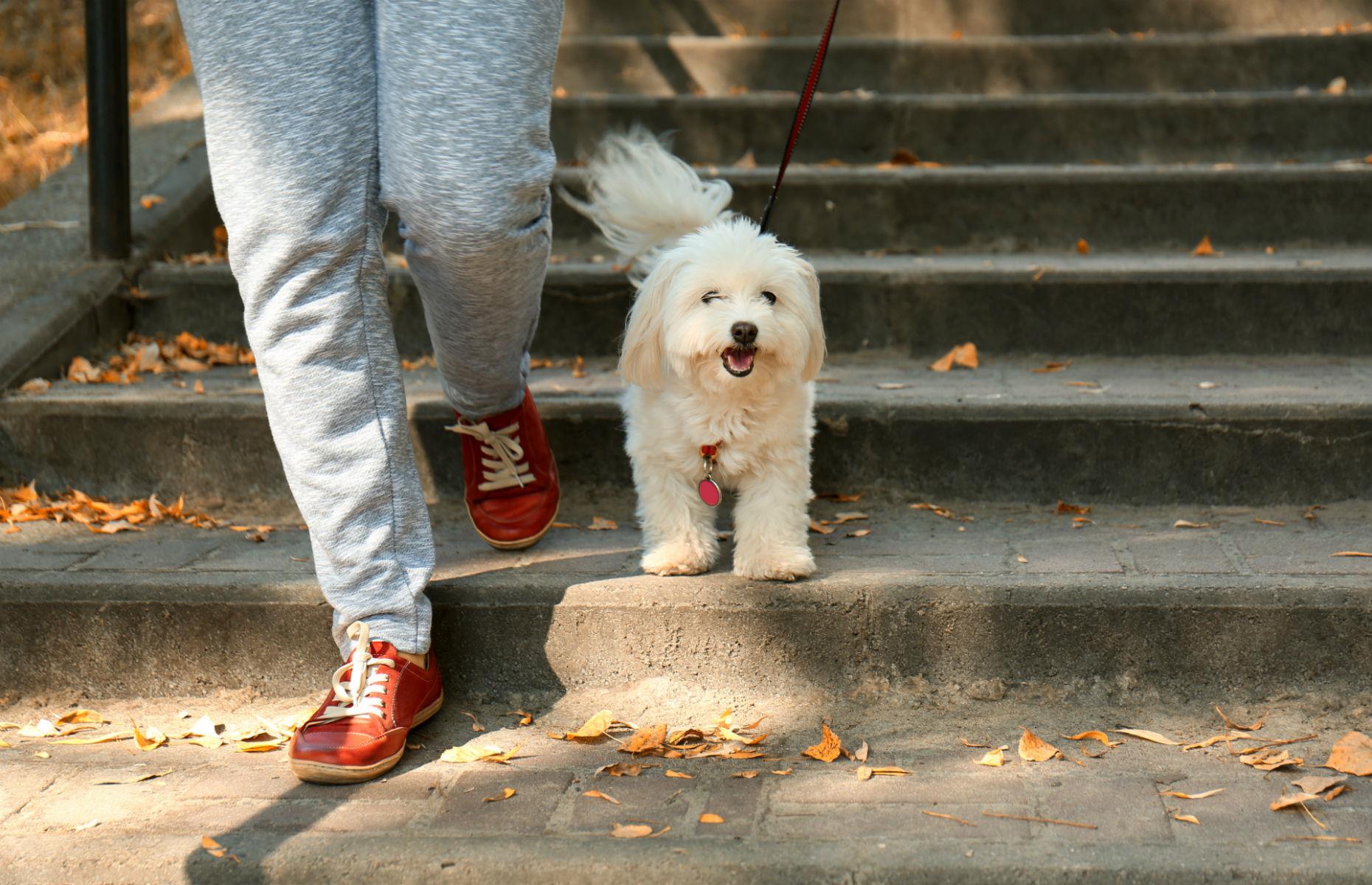 Consider getting a pet sitter