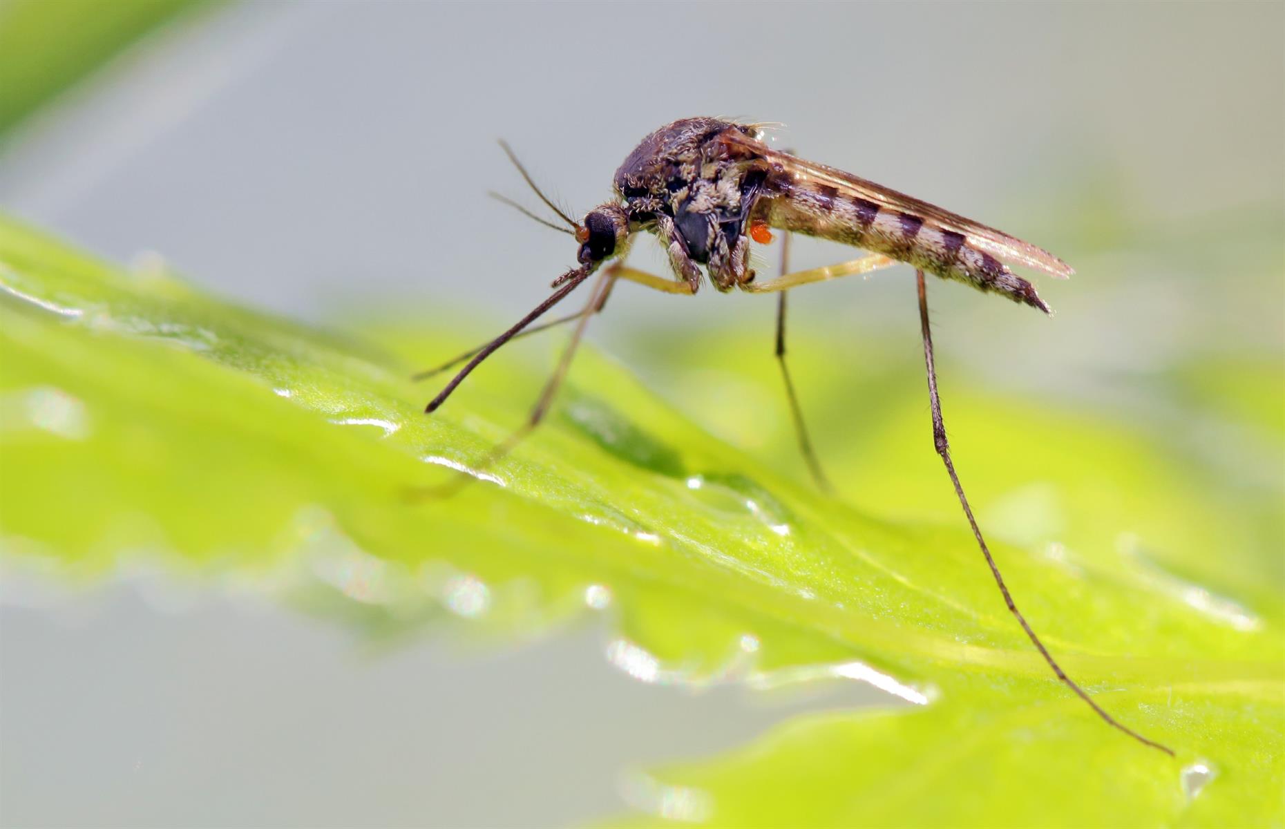 Modified mosquitoes are helping fight disease