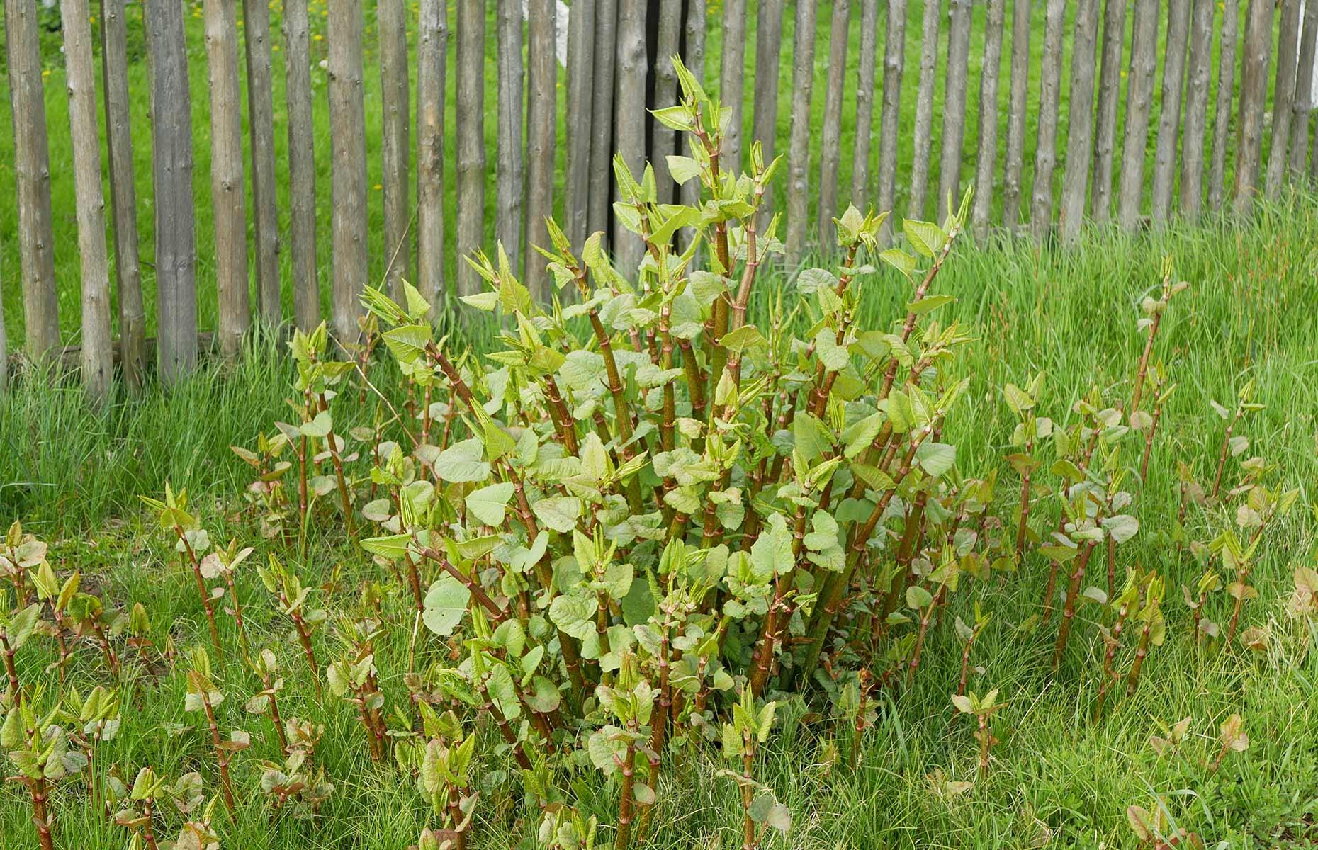 Japanese knotweed (Reynoutria japonica)