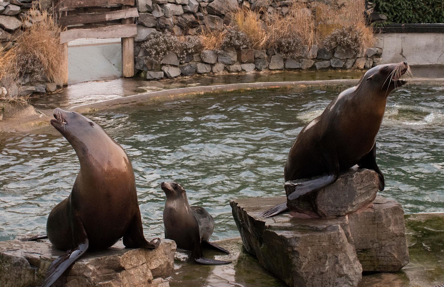 Neighbour filed noise complaint over rowdy sea lions