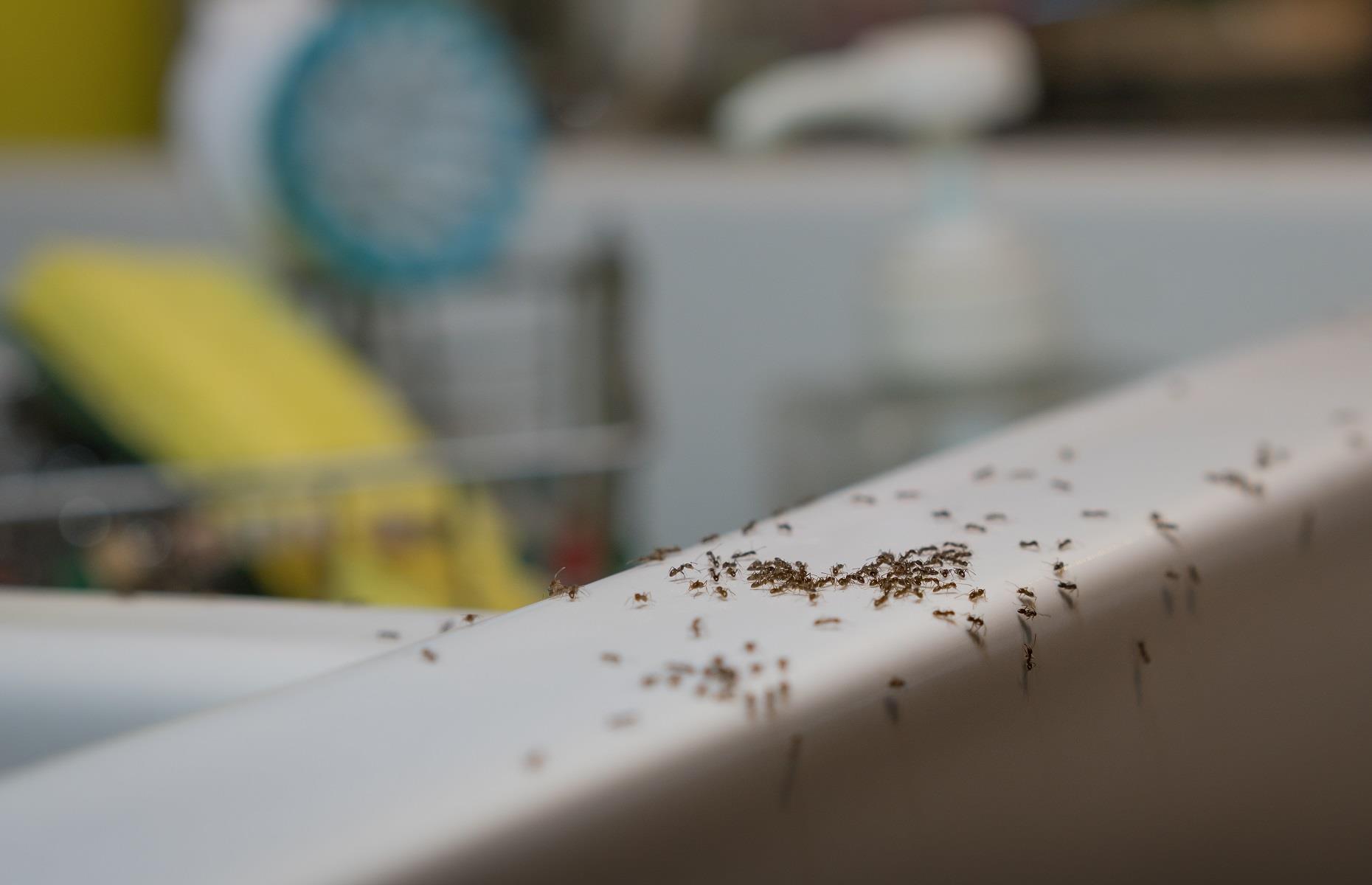 How to keep out ants
