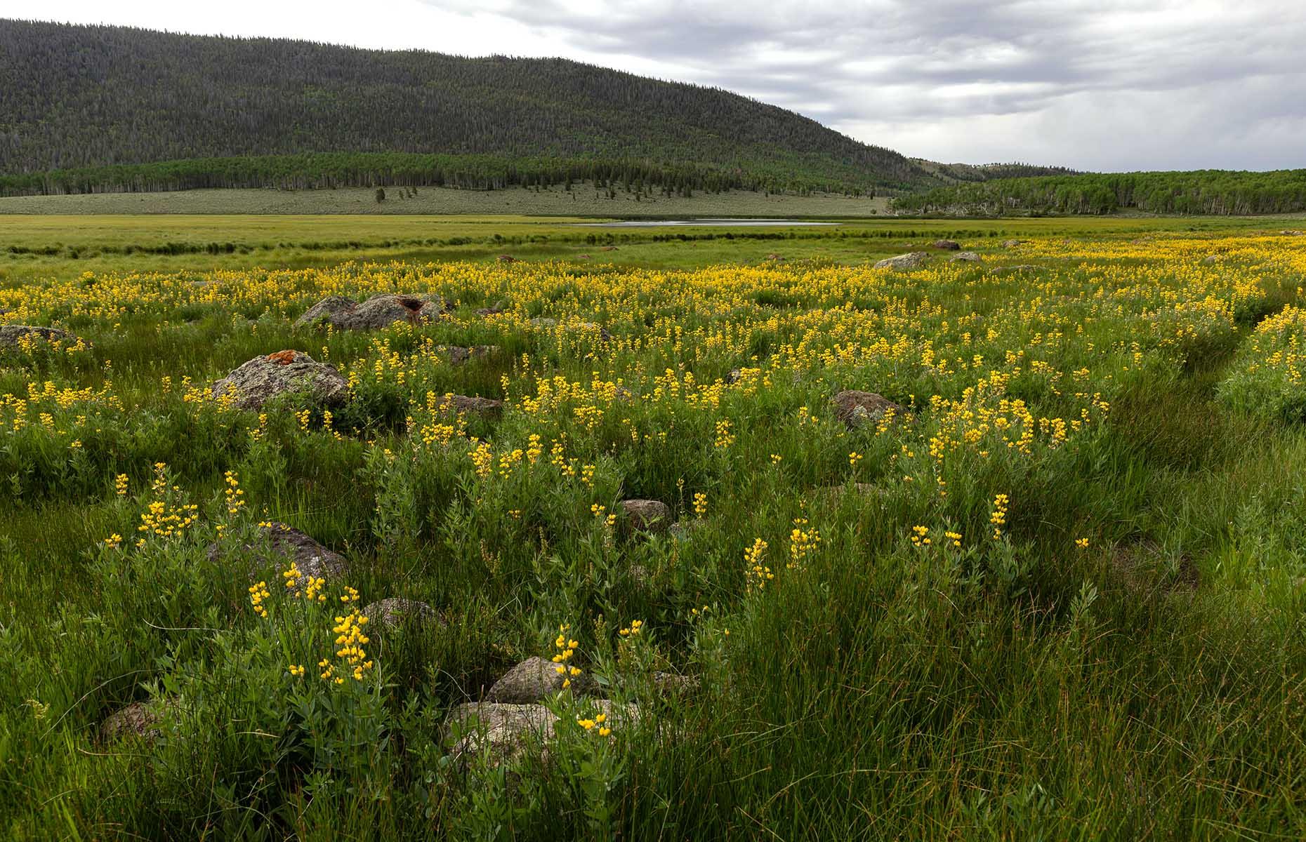 False lupin treatment
