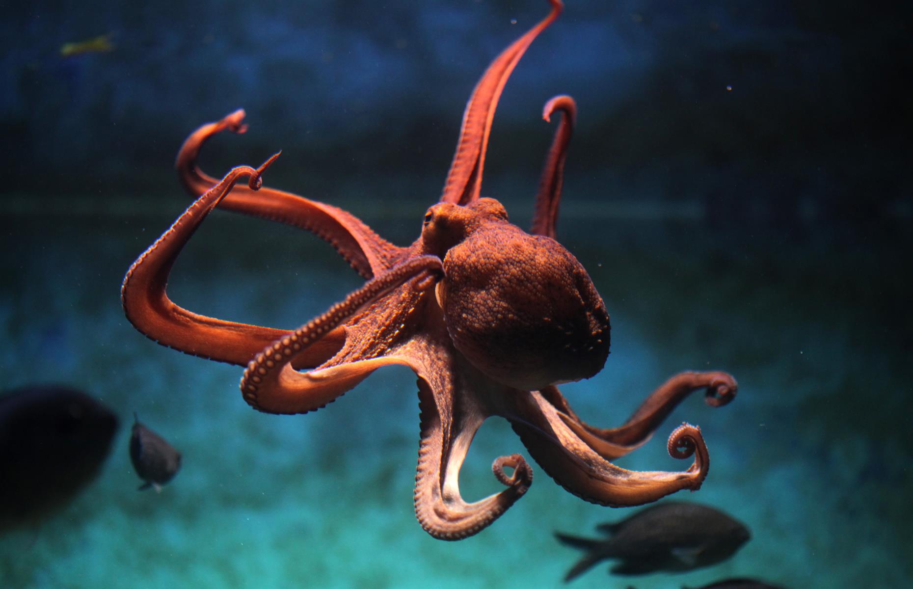 Octopuses have blue blood