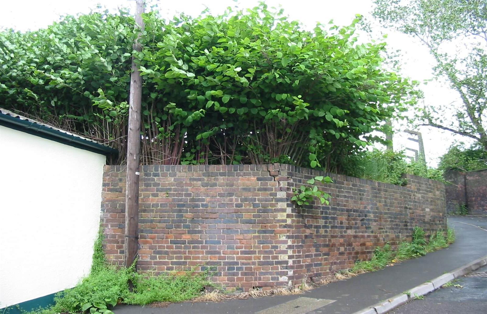 Japanese knotweed