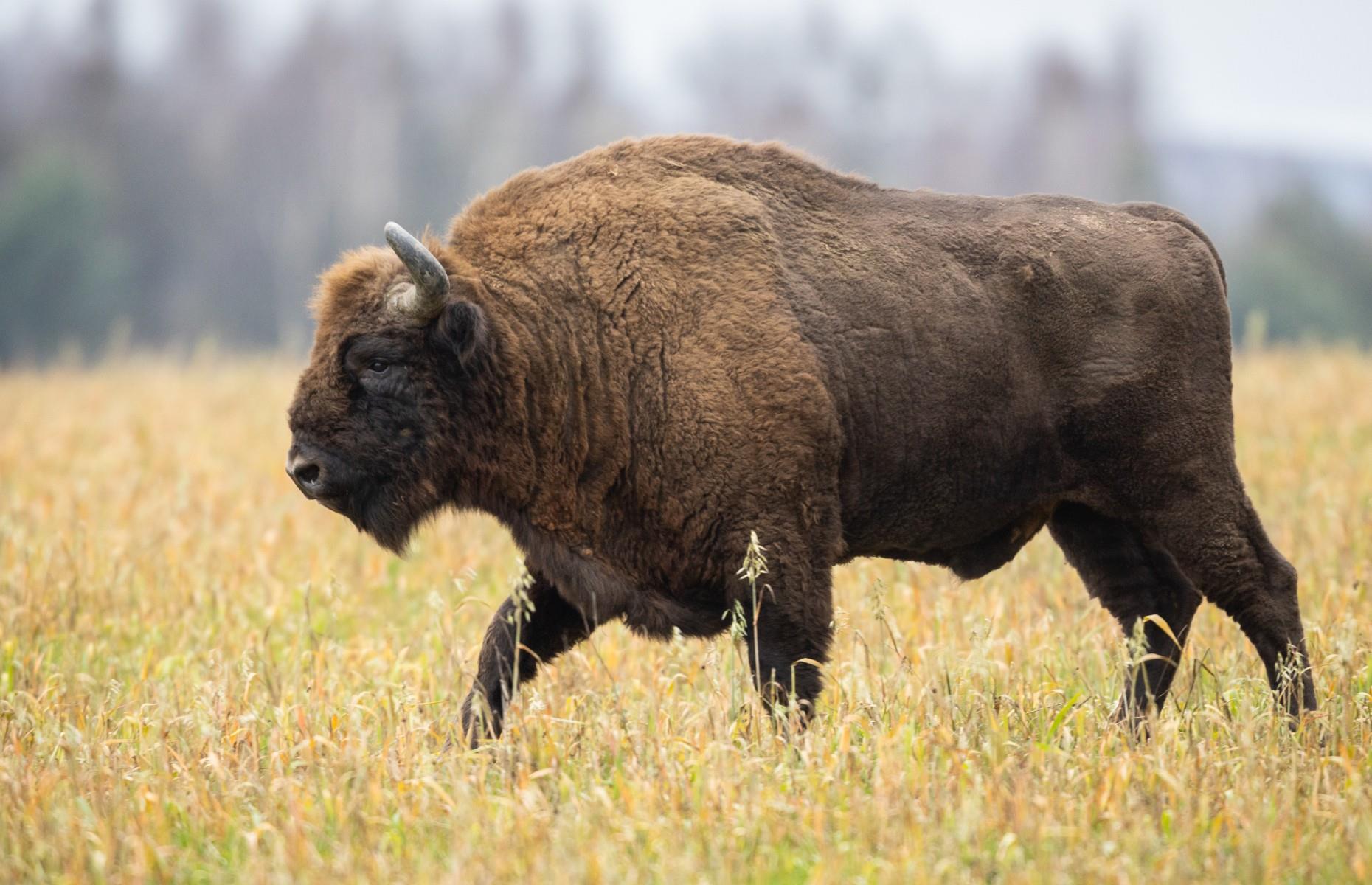 Bison, Poland