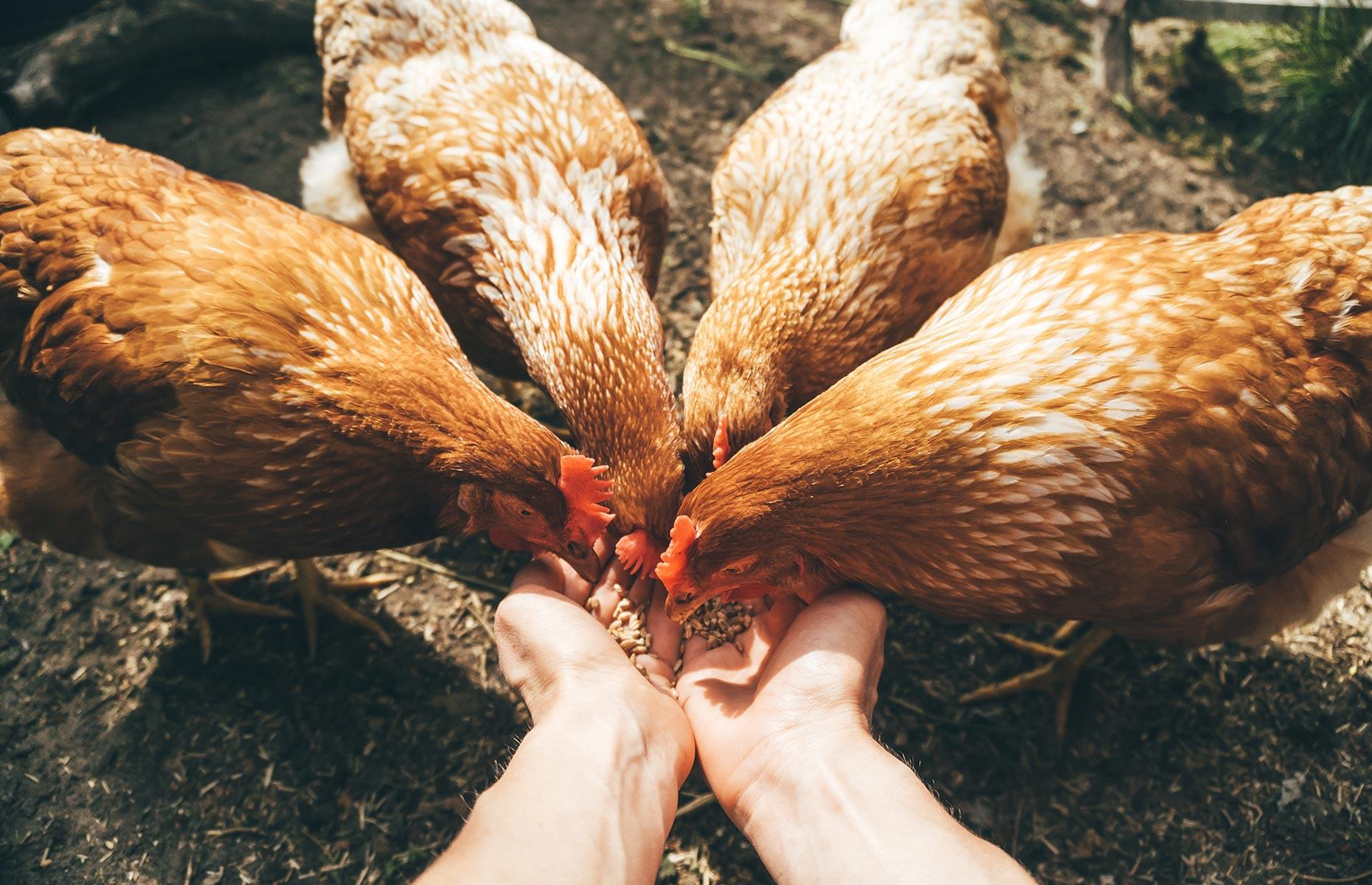 4. Keep livestock