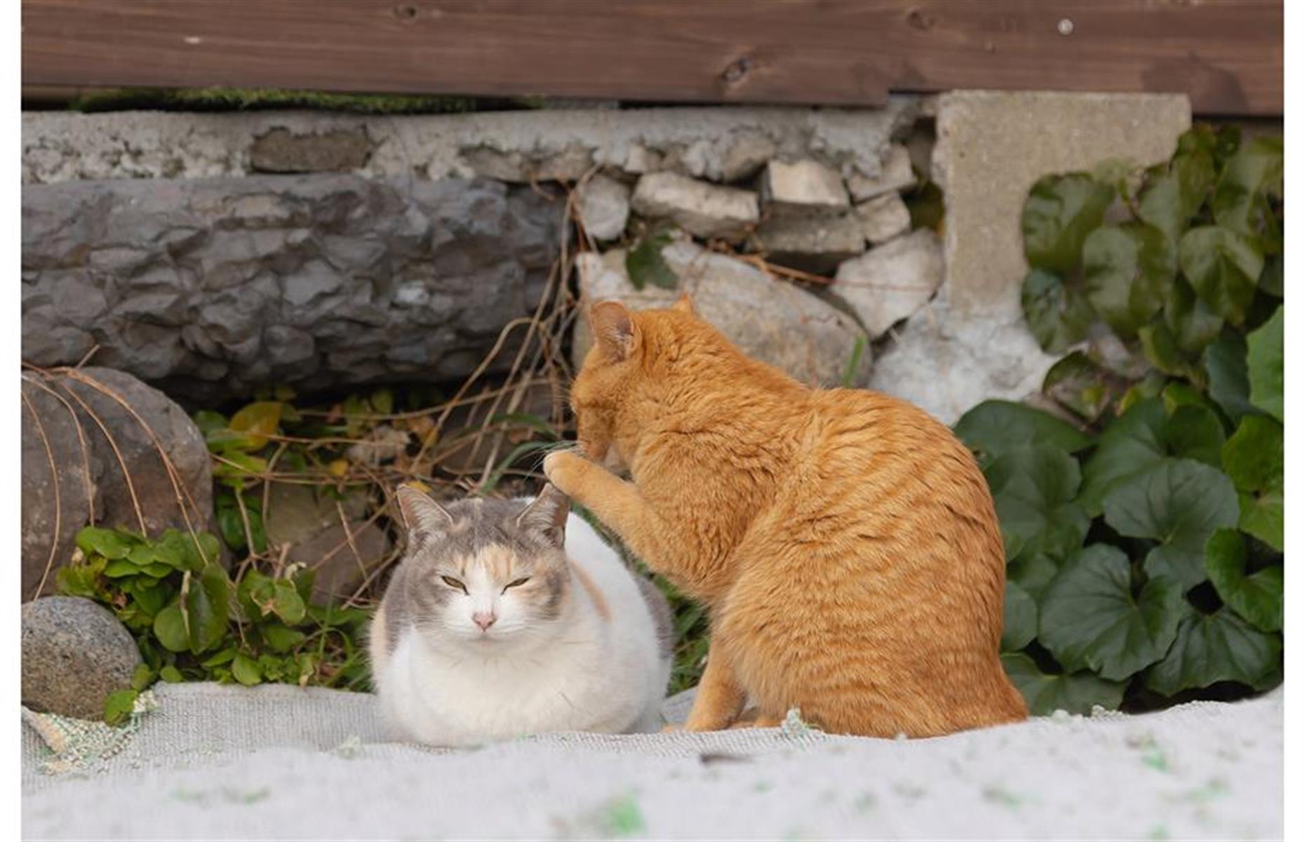 Stille Katzenpost