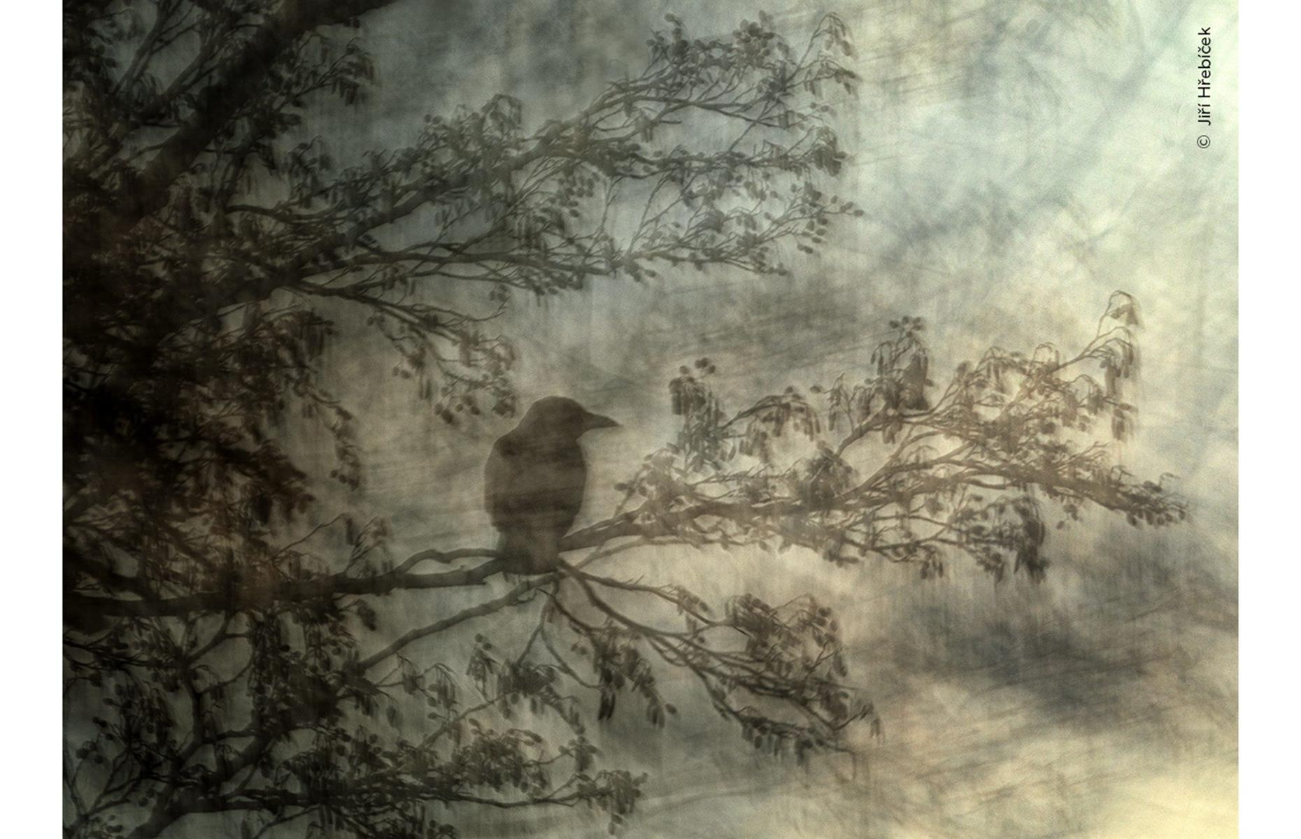 The Artful Crow