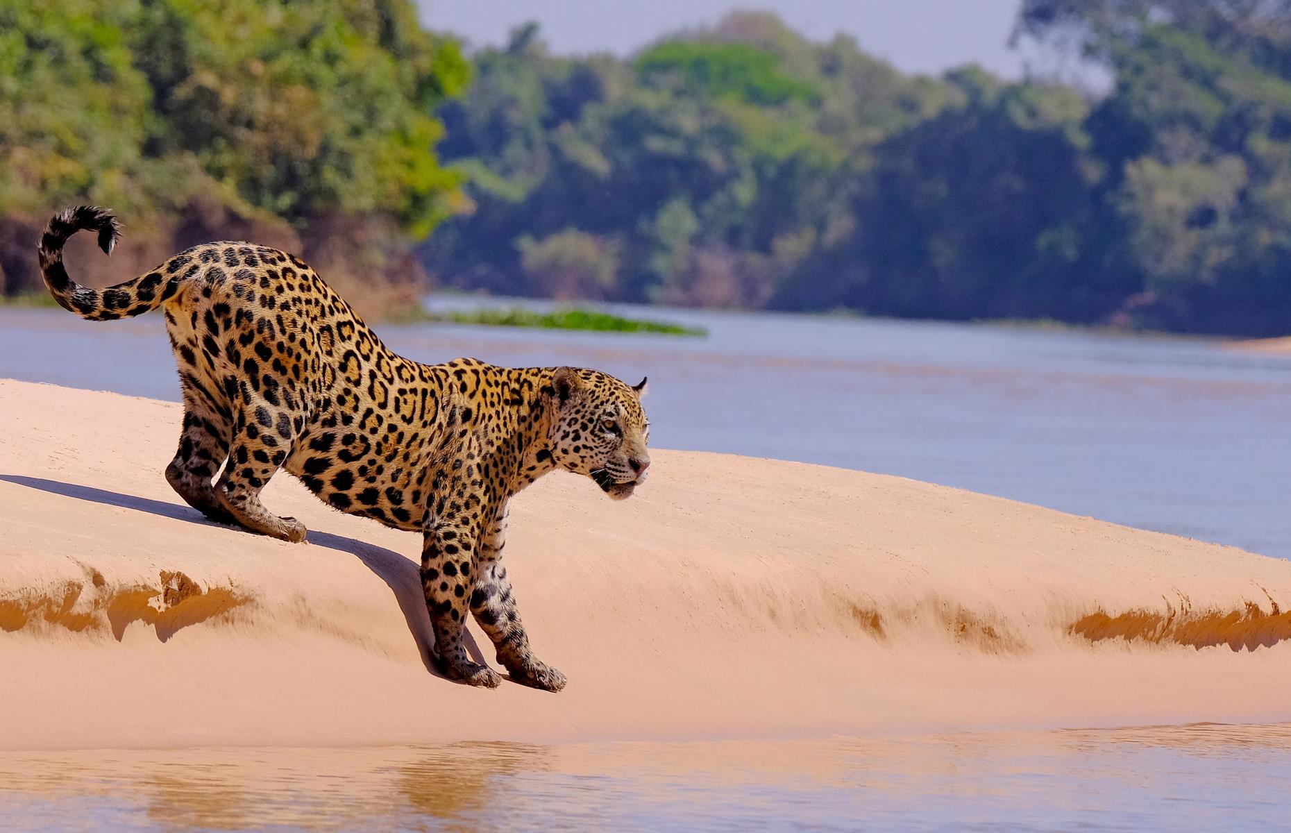Run with jaguars in Brazil