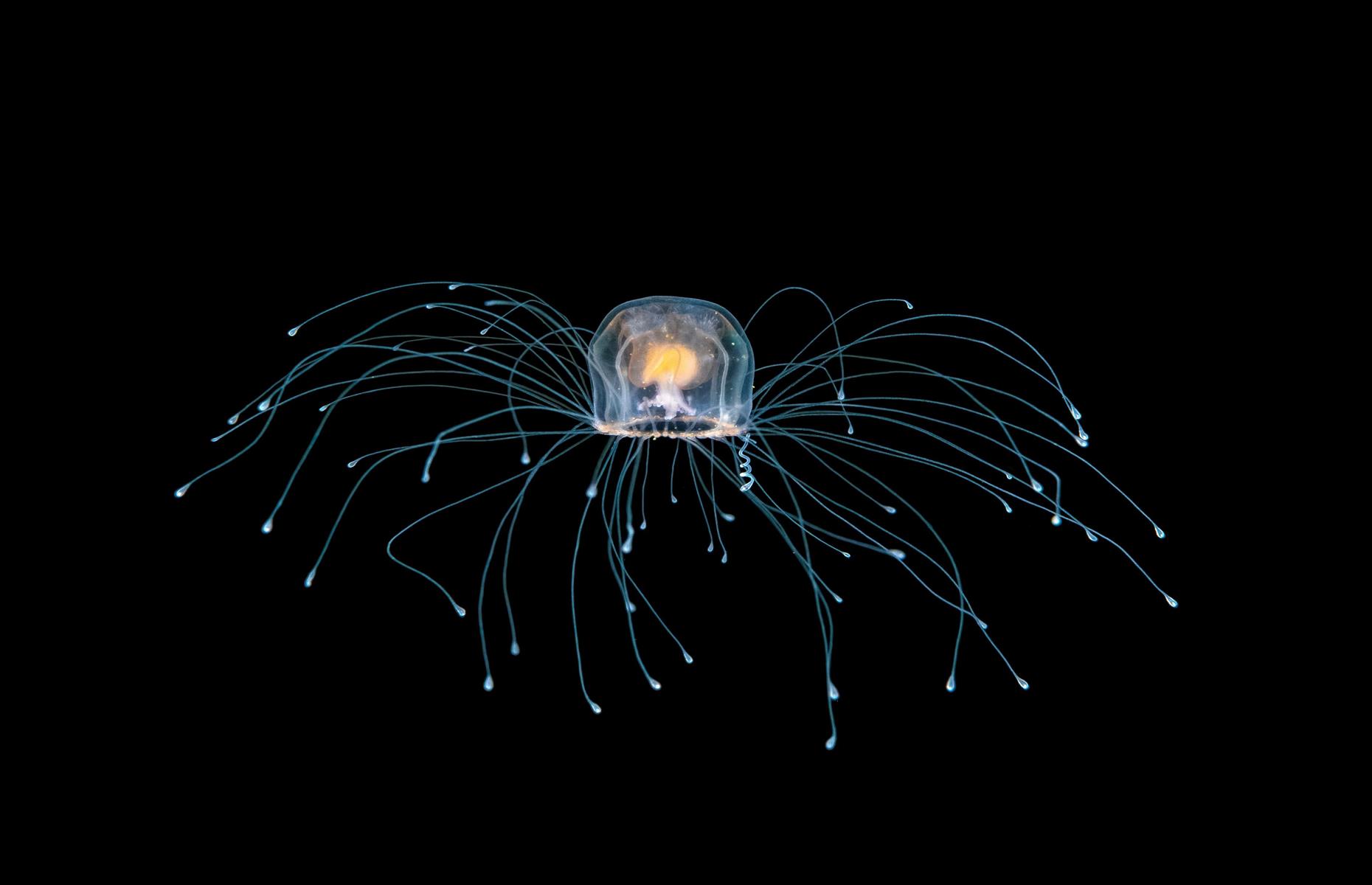 Immortal jellyfish may live forever