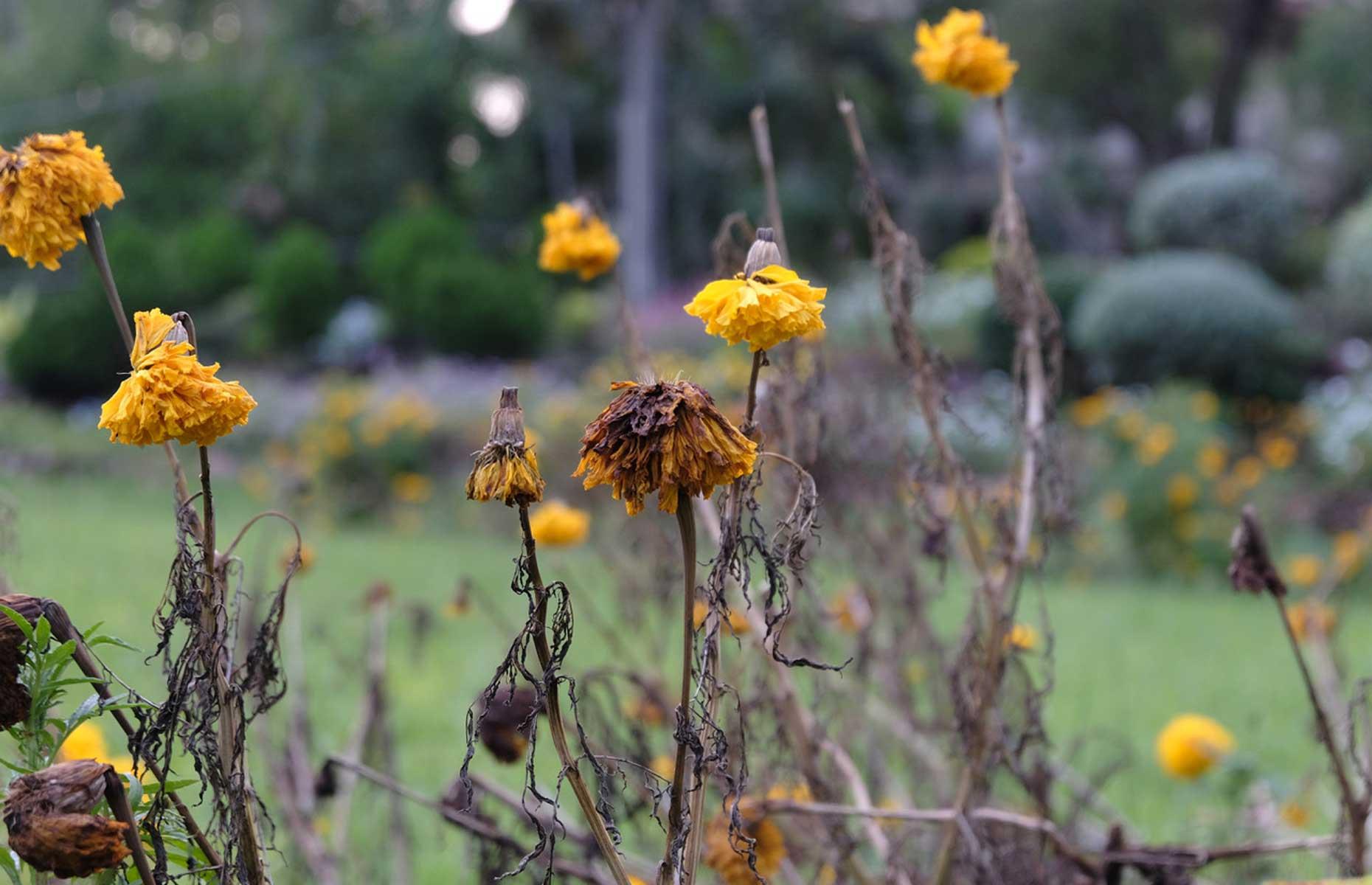 Choosing the wrong plants for the season