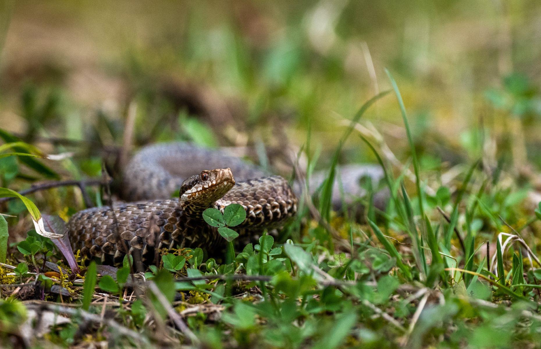 17. Adder