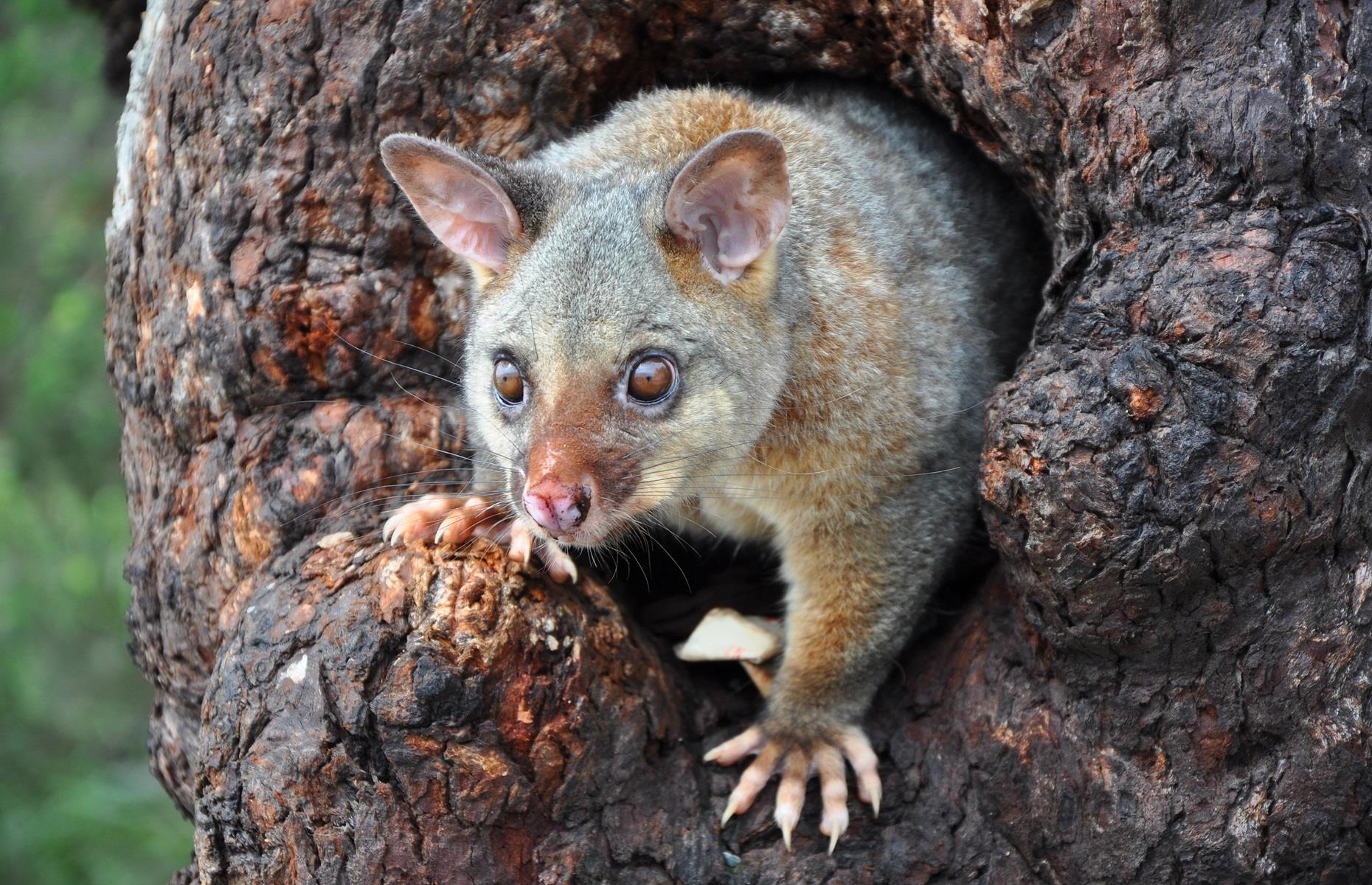 How to get rid of possums legally