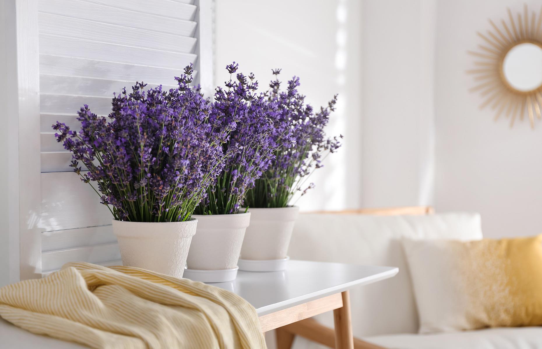 Lavanda (Lavandula)
