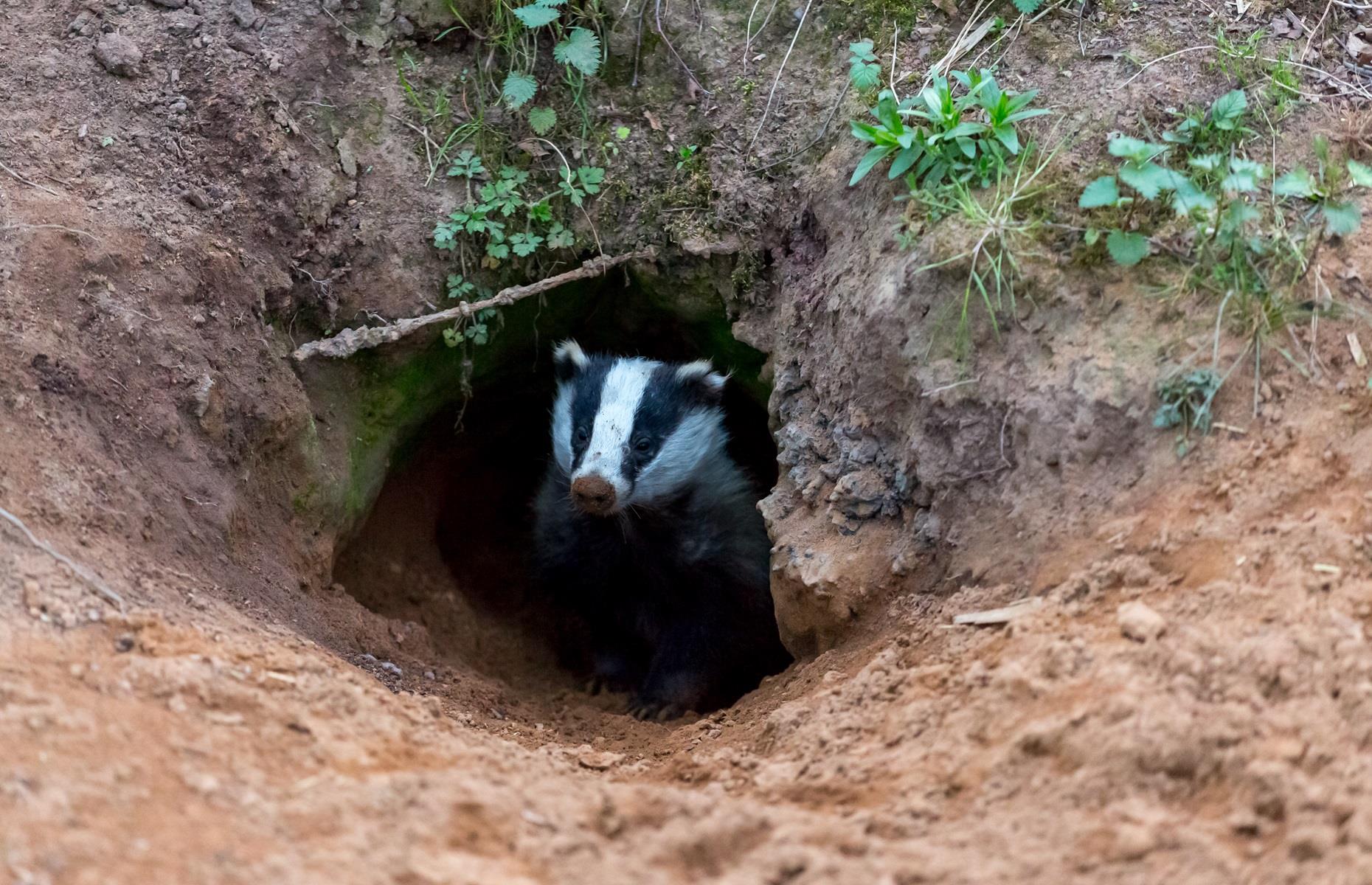 How to get rid of badgers legally