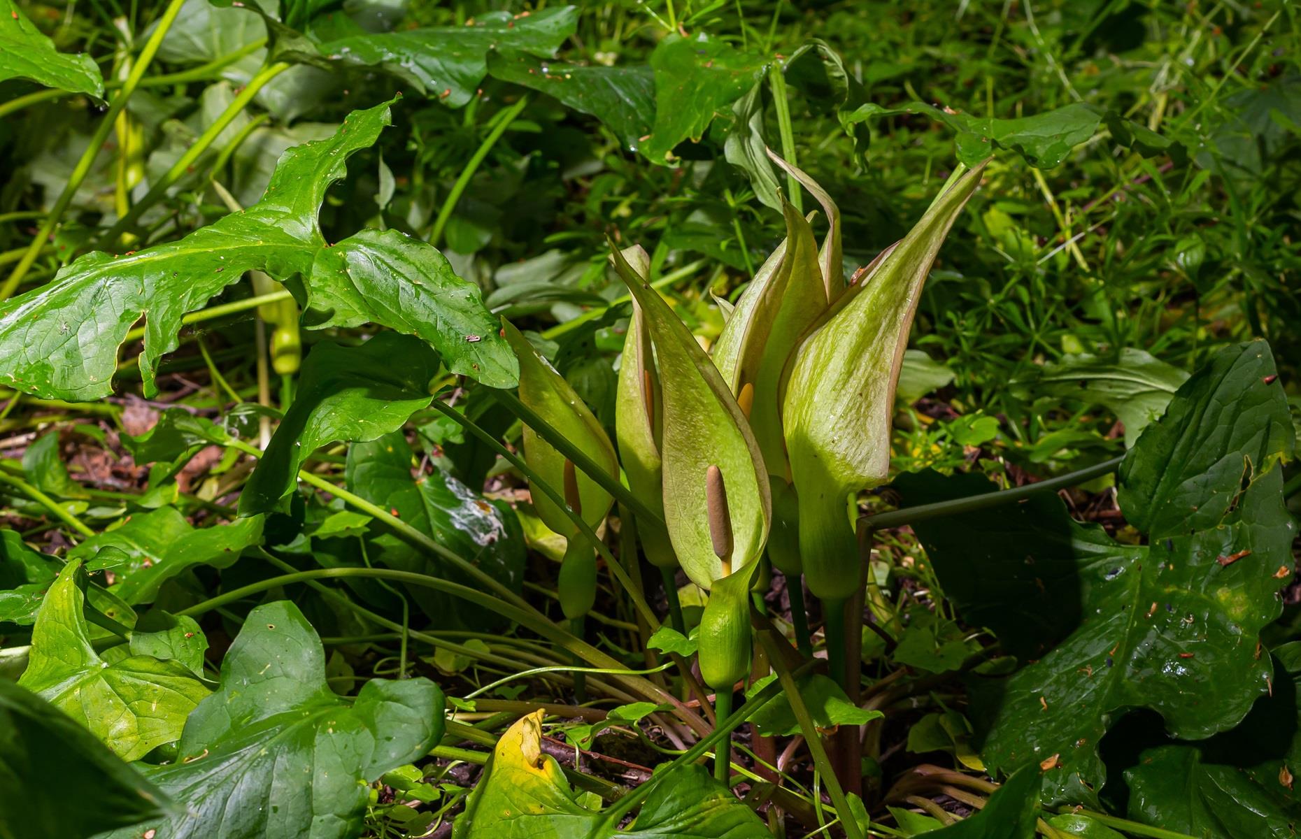 What problems can cuckoo-pint cause?