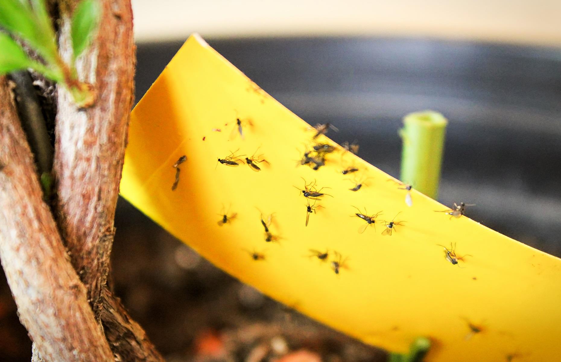 Fungus gnats: treatment