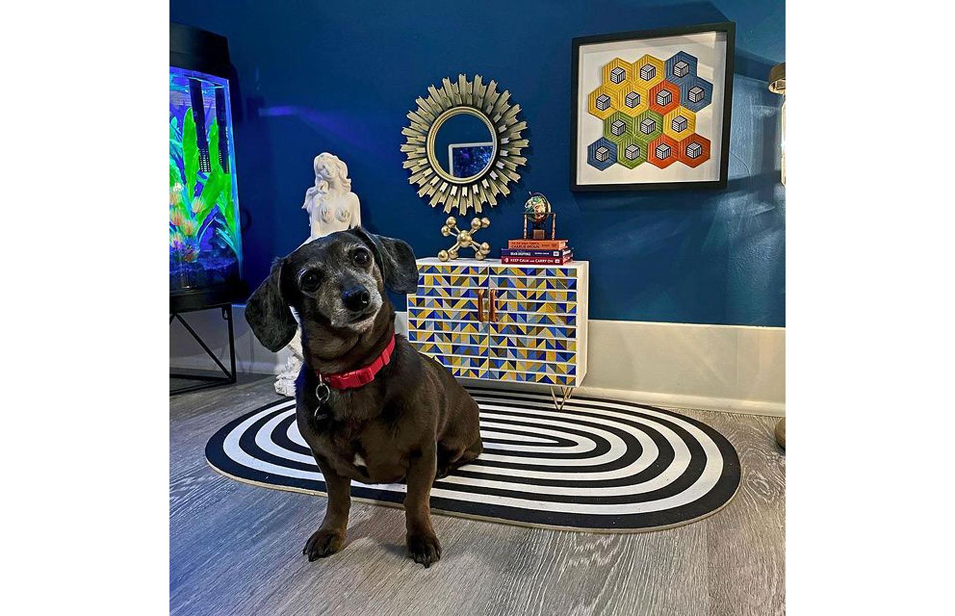 A pawesome living room