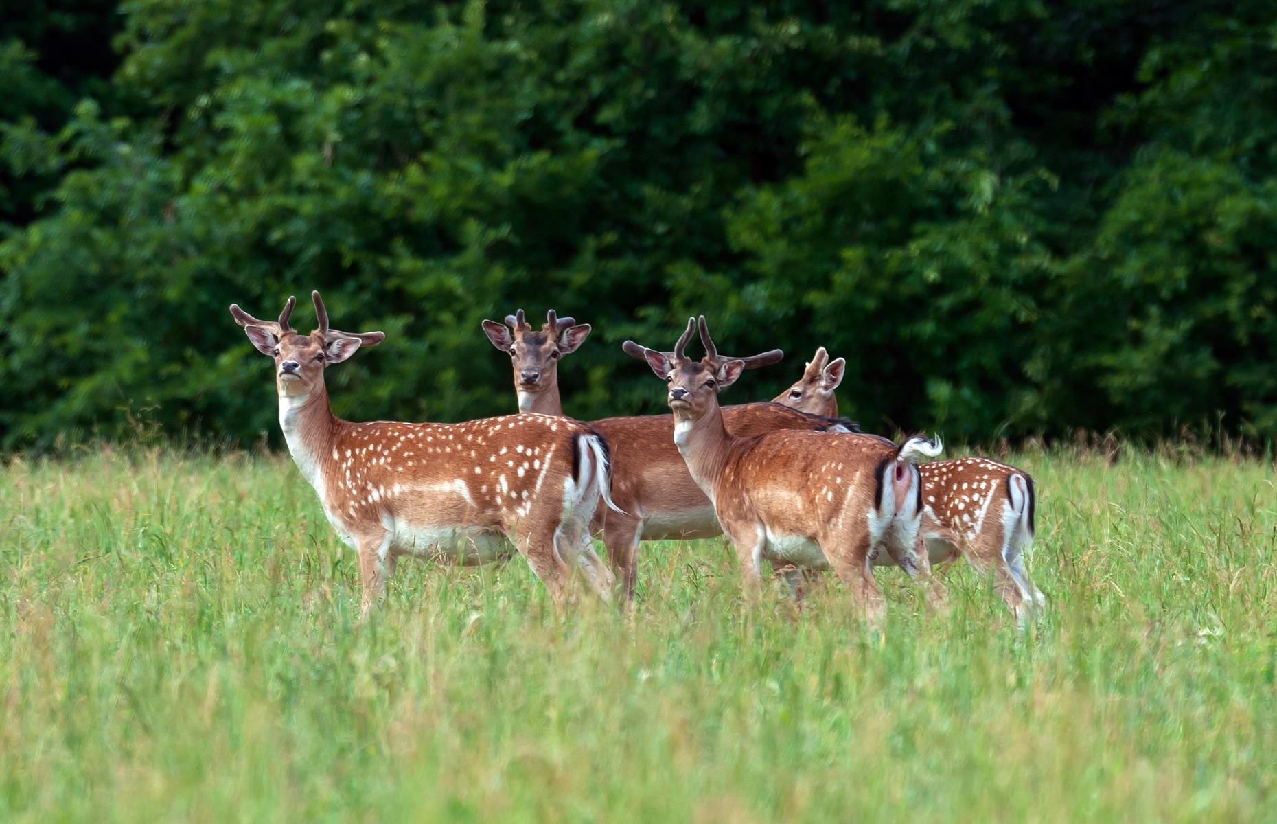 How to get rid of wild deer legally