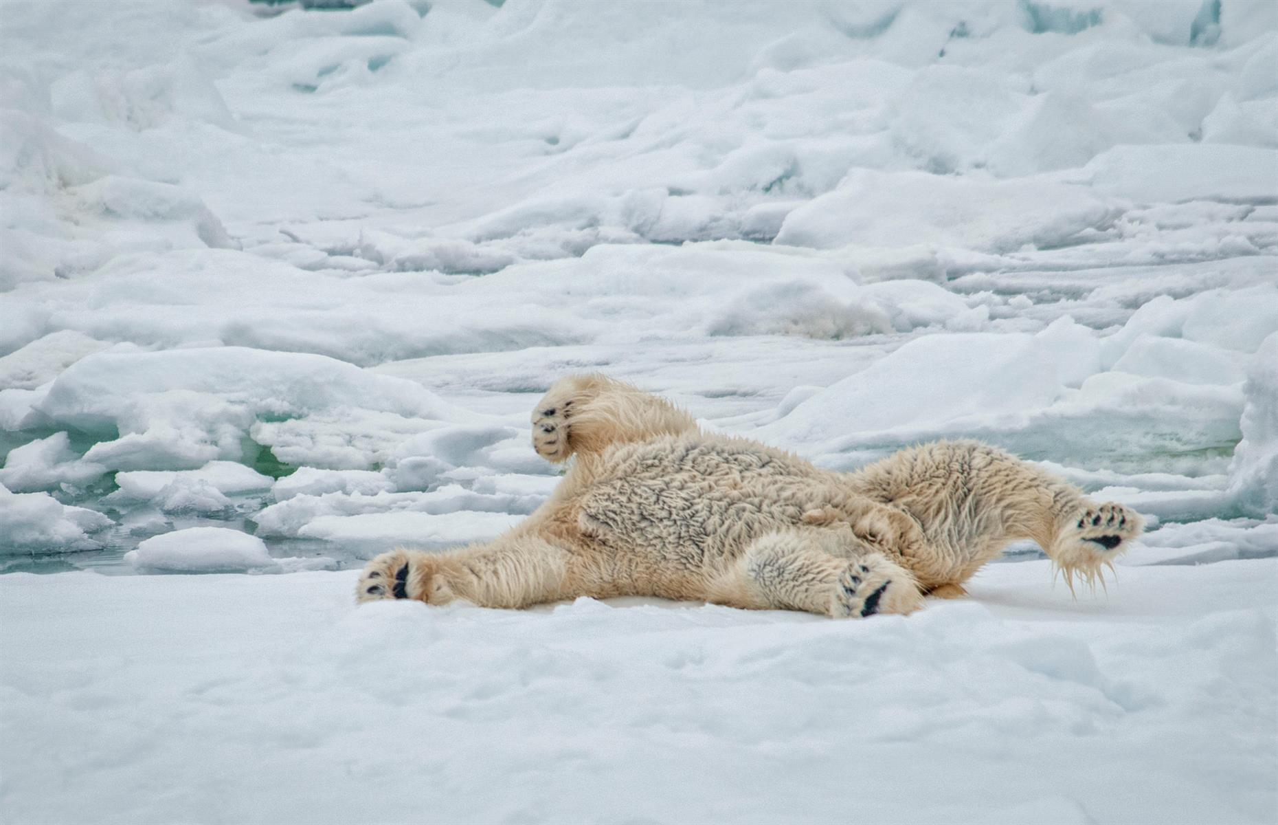 Polar bear skin is black